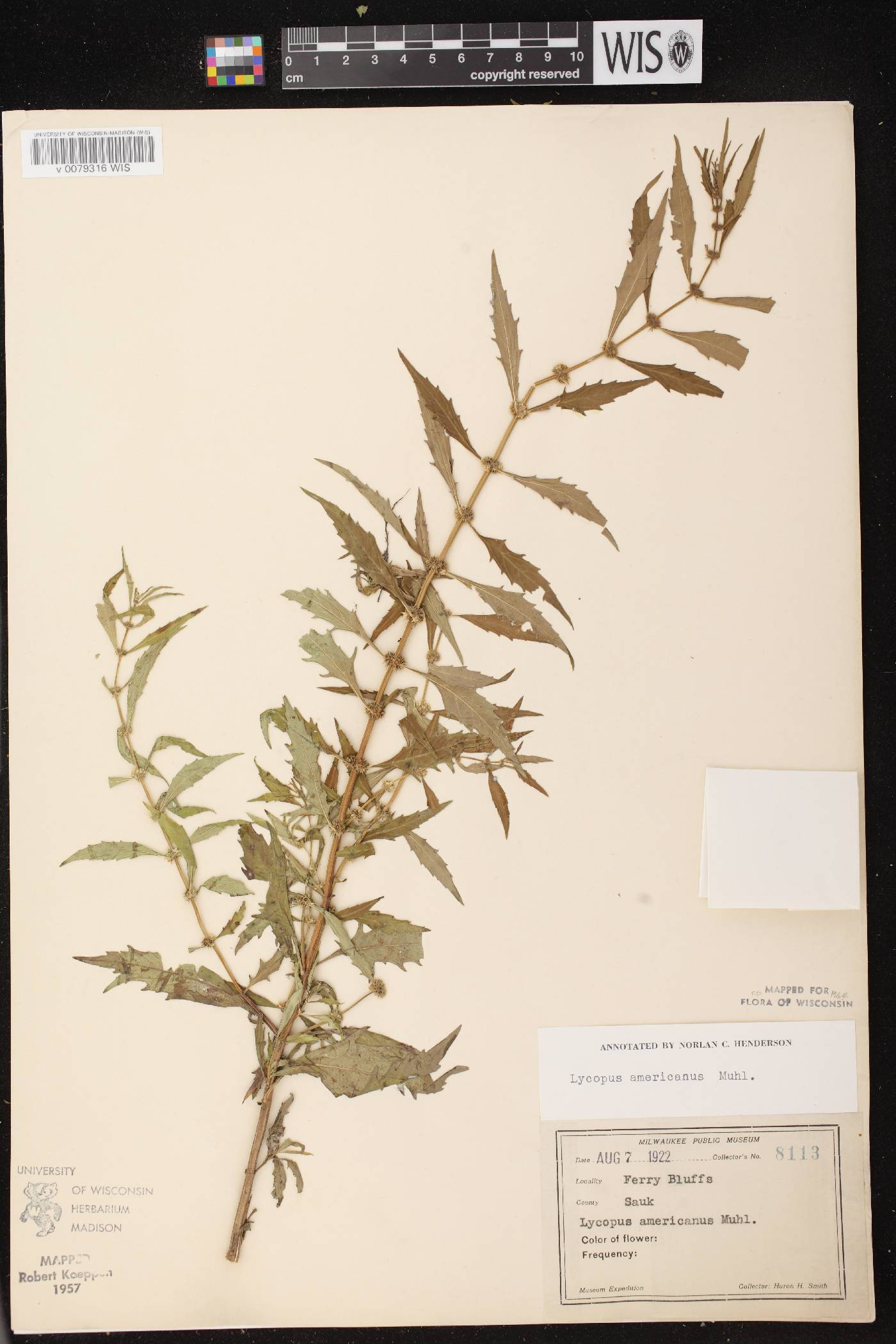 Lycopus americanus image
