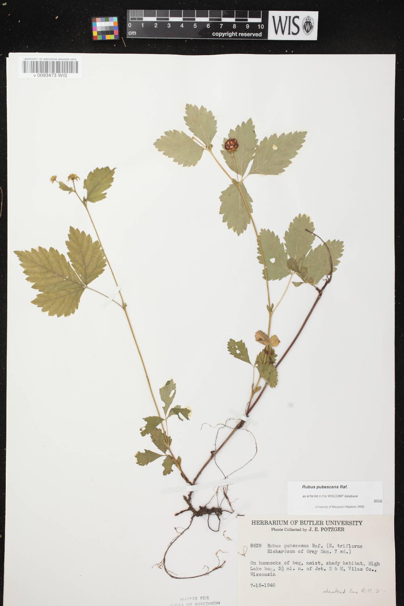 Rubus pubescens image