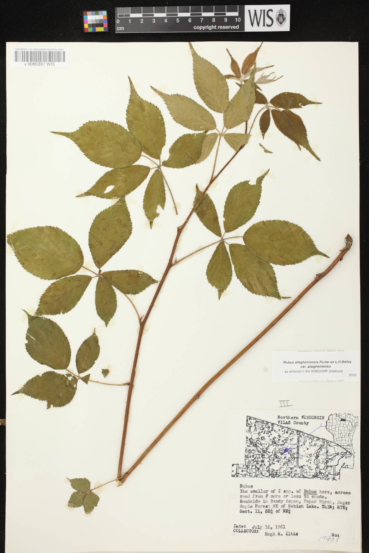 Rubus allegheniensis image