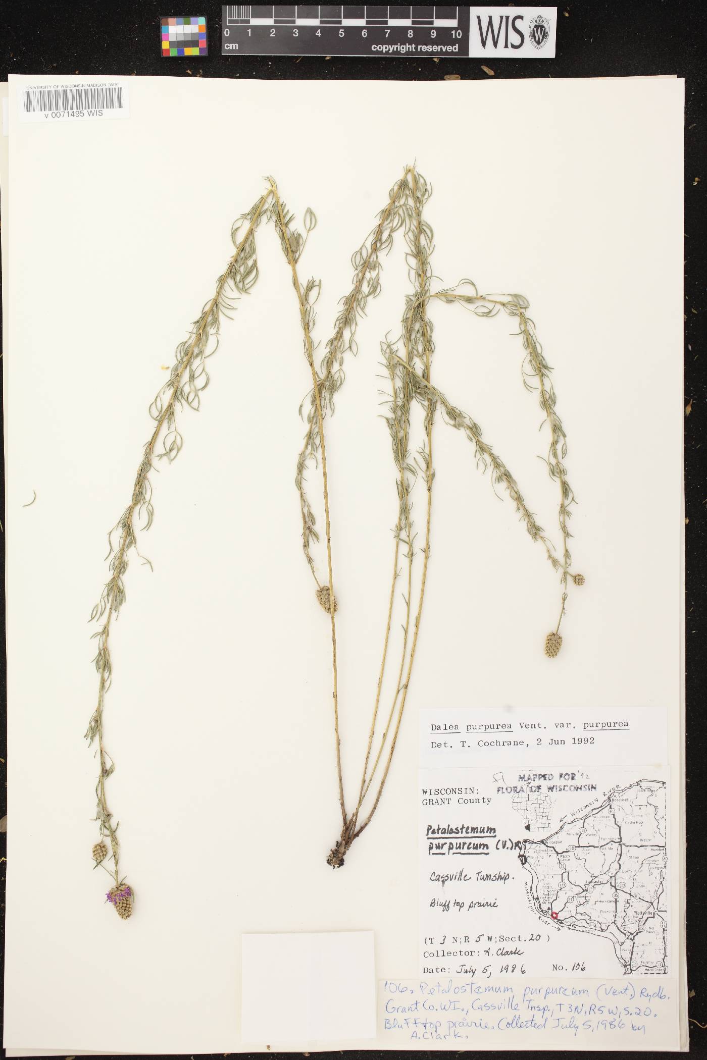 Dalea purpurea var. purpurea image