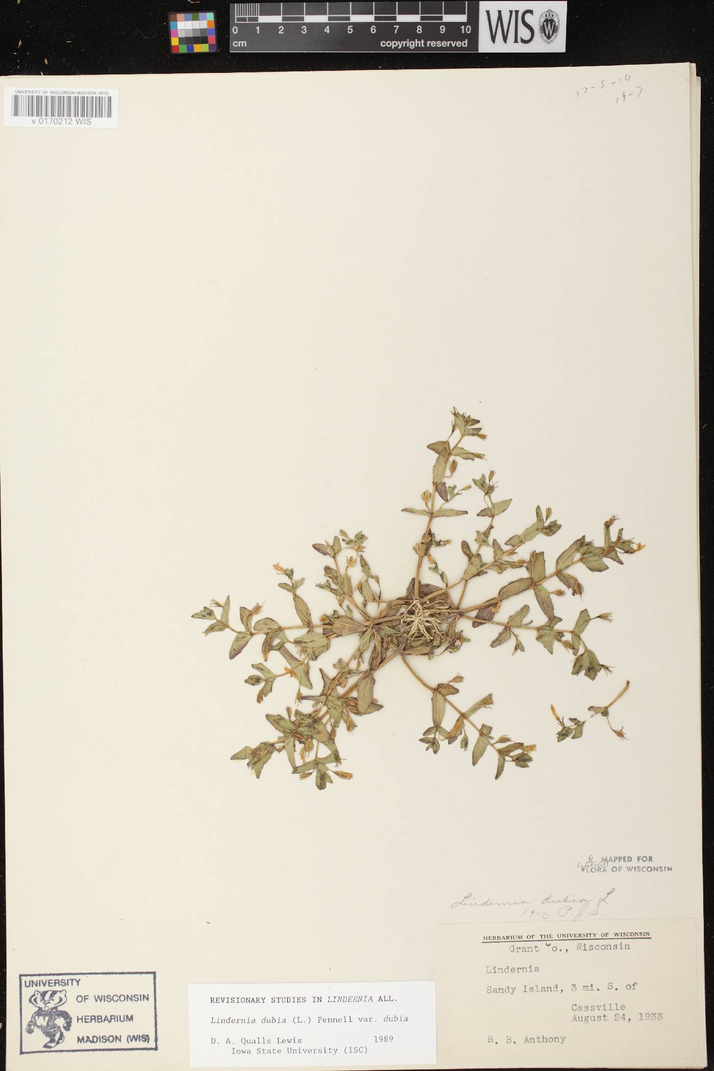 Lindernia dubia image