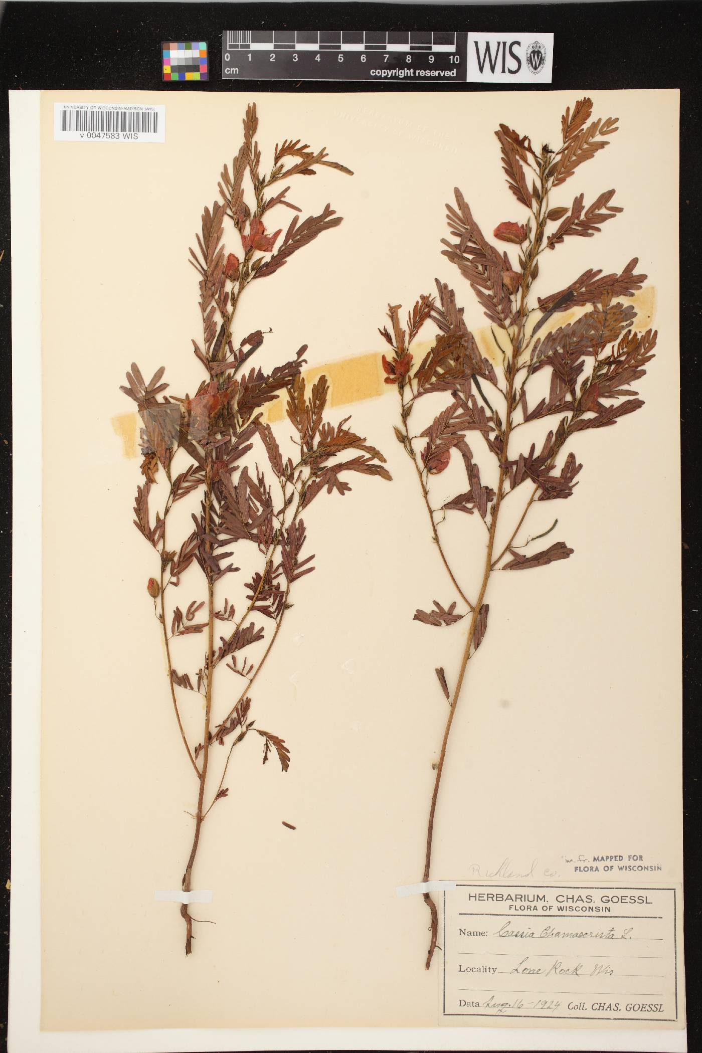Chamaecrista fasciculata image