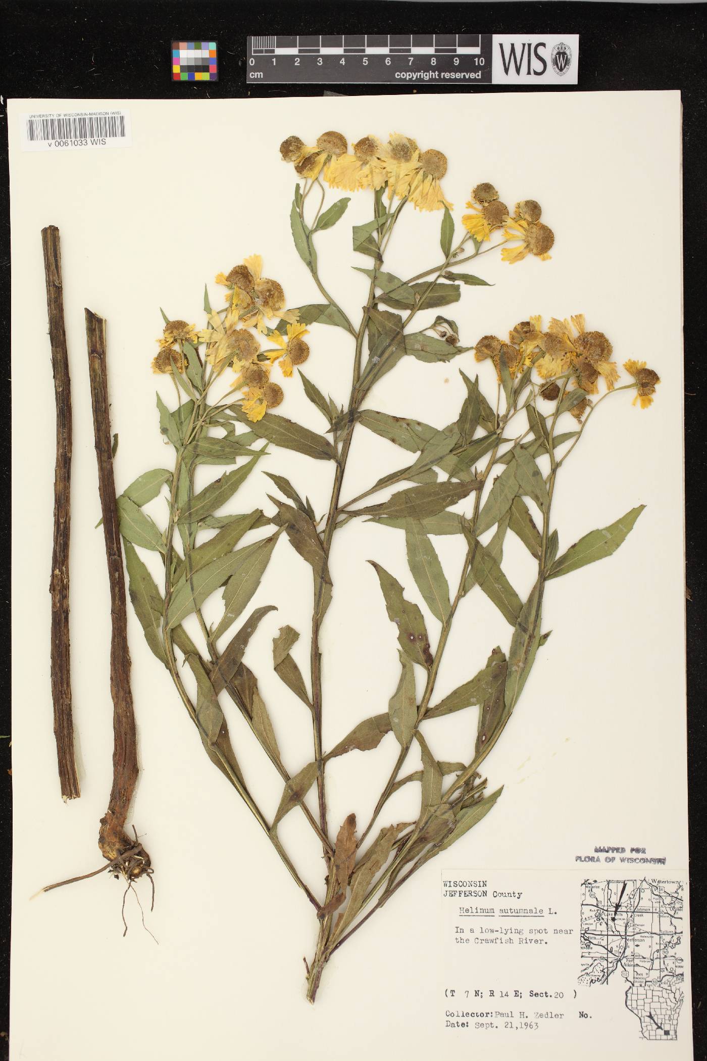 Helenium autumnale image
