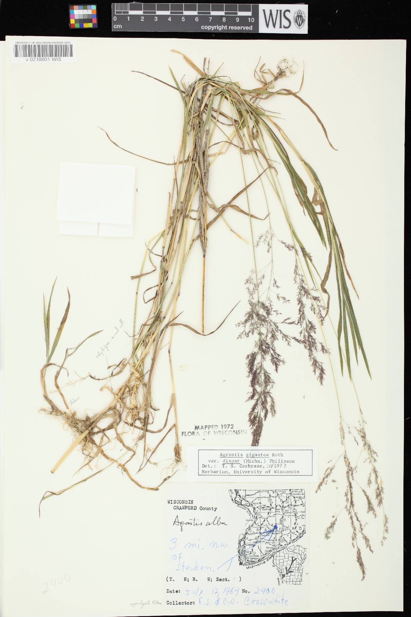 Agrostis gigantea image