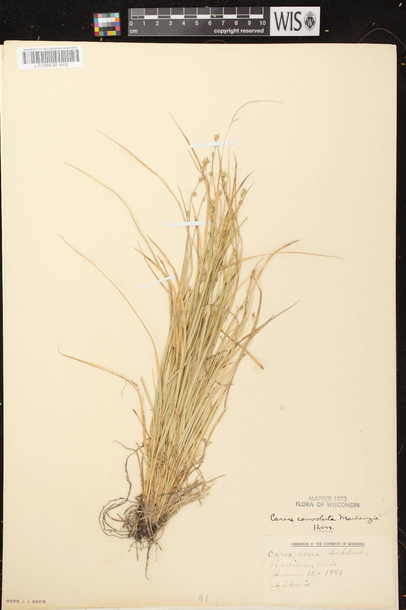 Carex rosea image