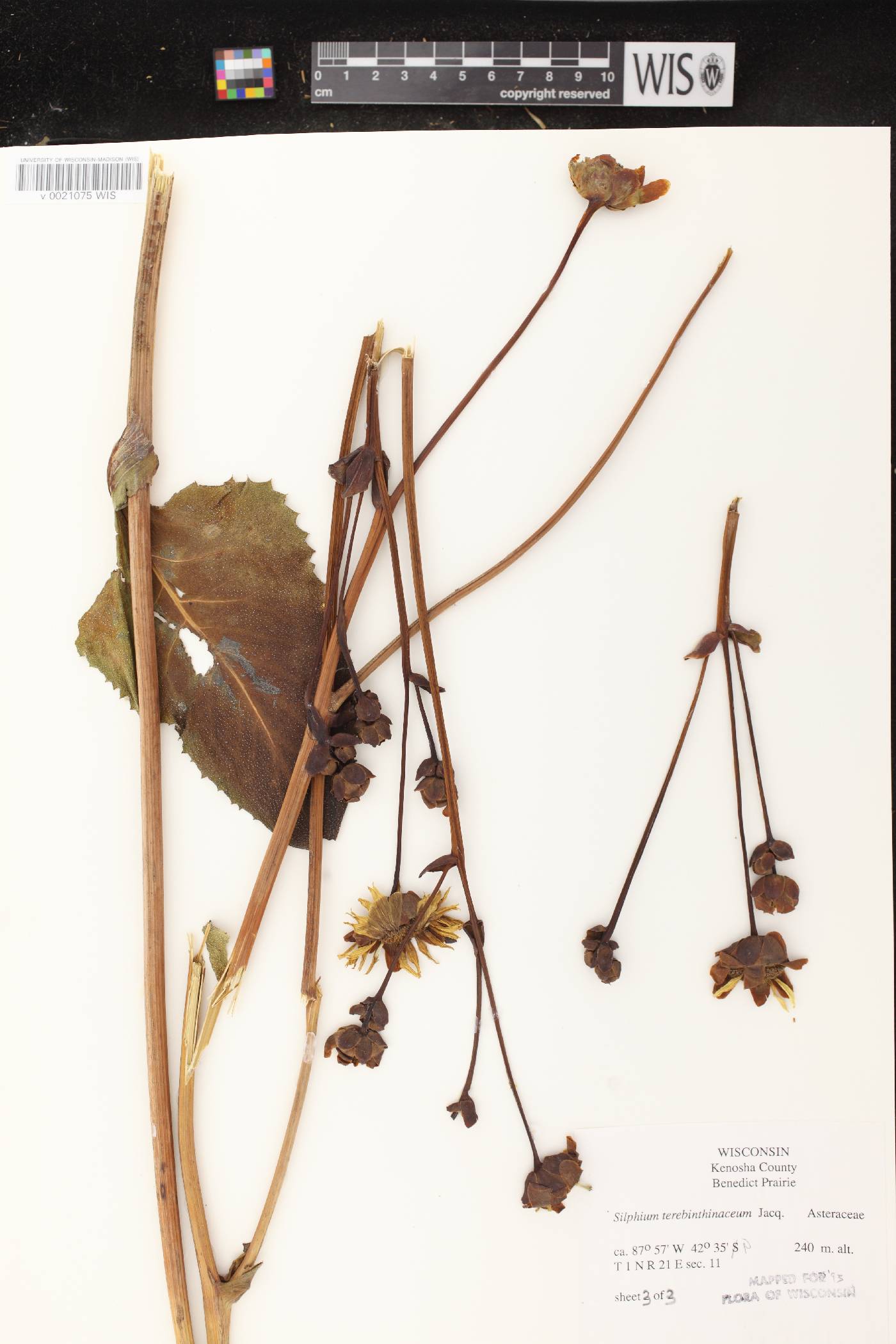 Silphium terebinthinaceum var. terebinthinaceum image