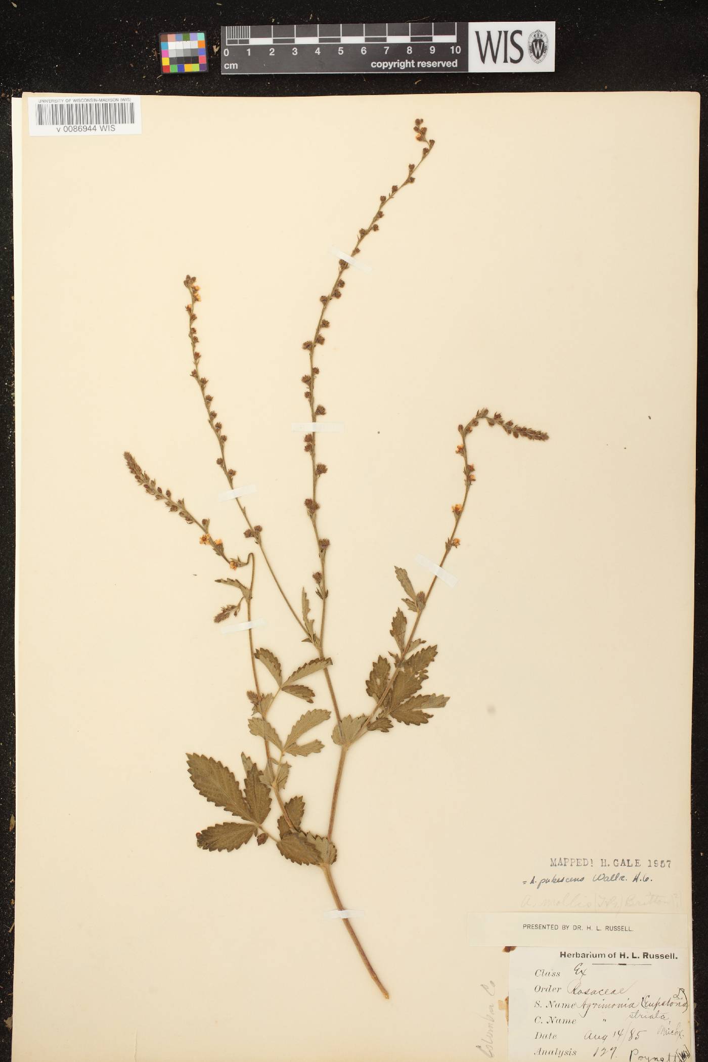 Agrimonia pubescens image