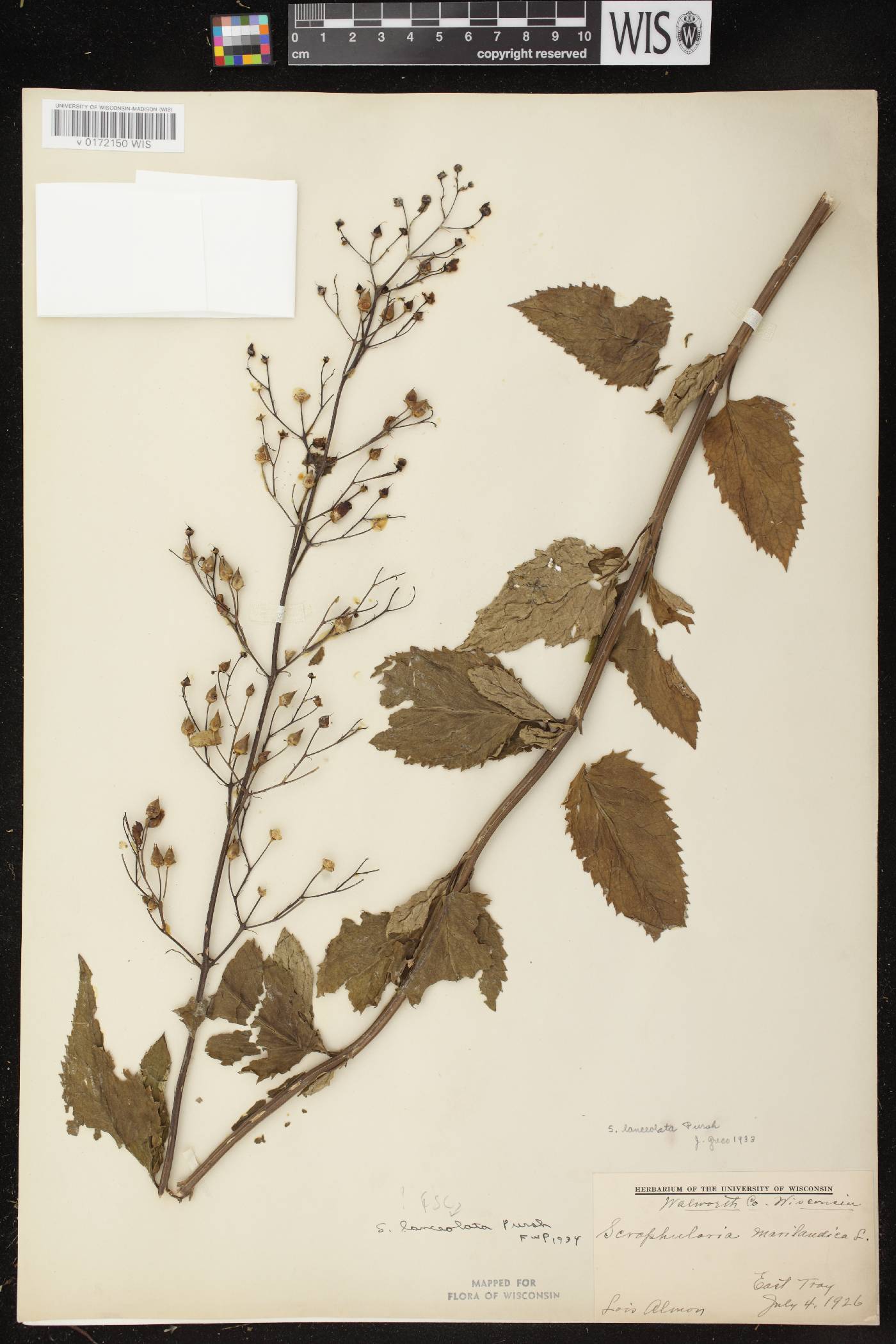 Scrophularia lanceolata image