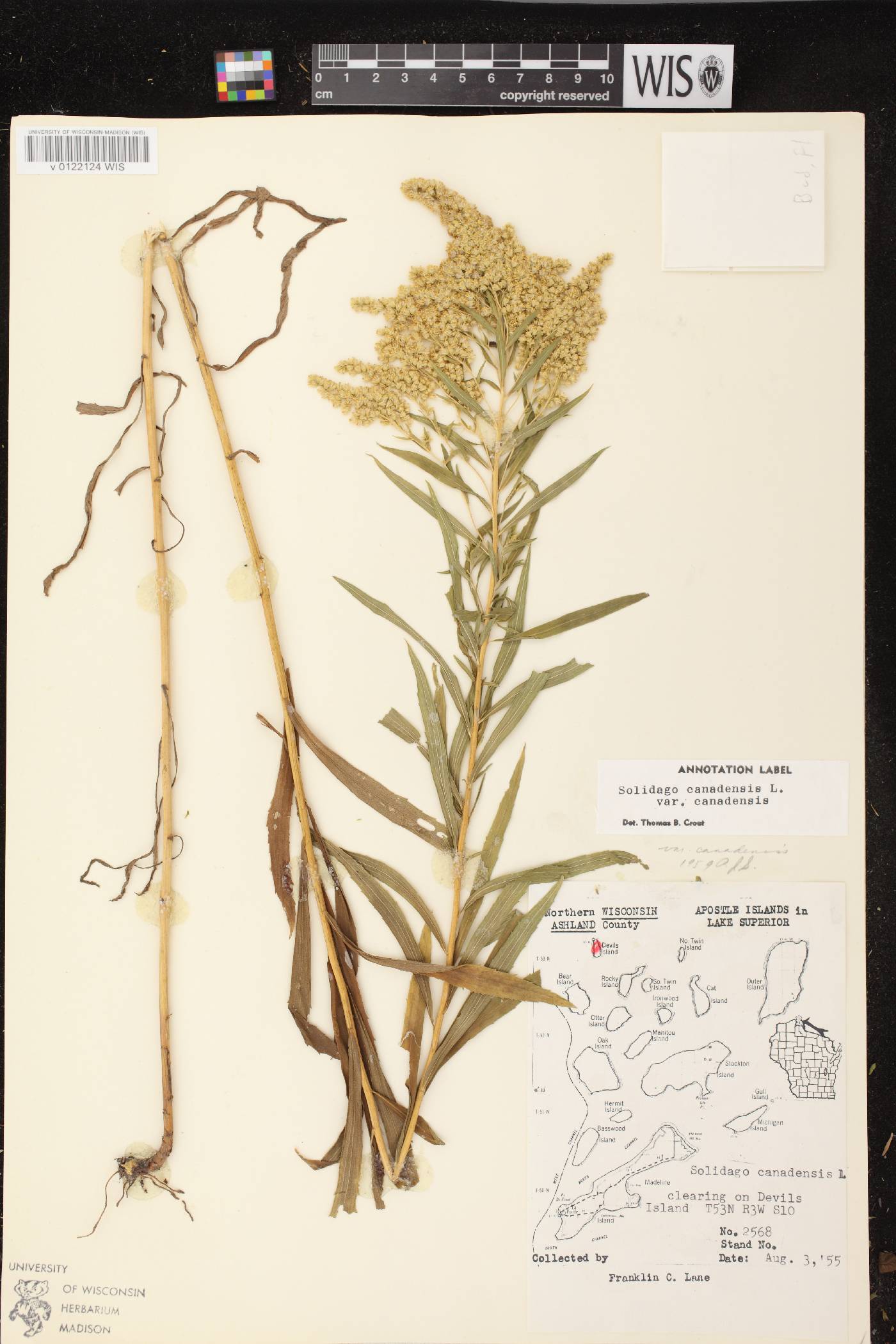 Solidago canadensis var. canadensis image