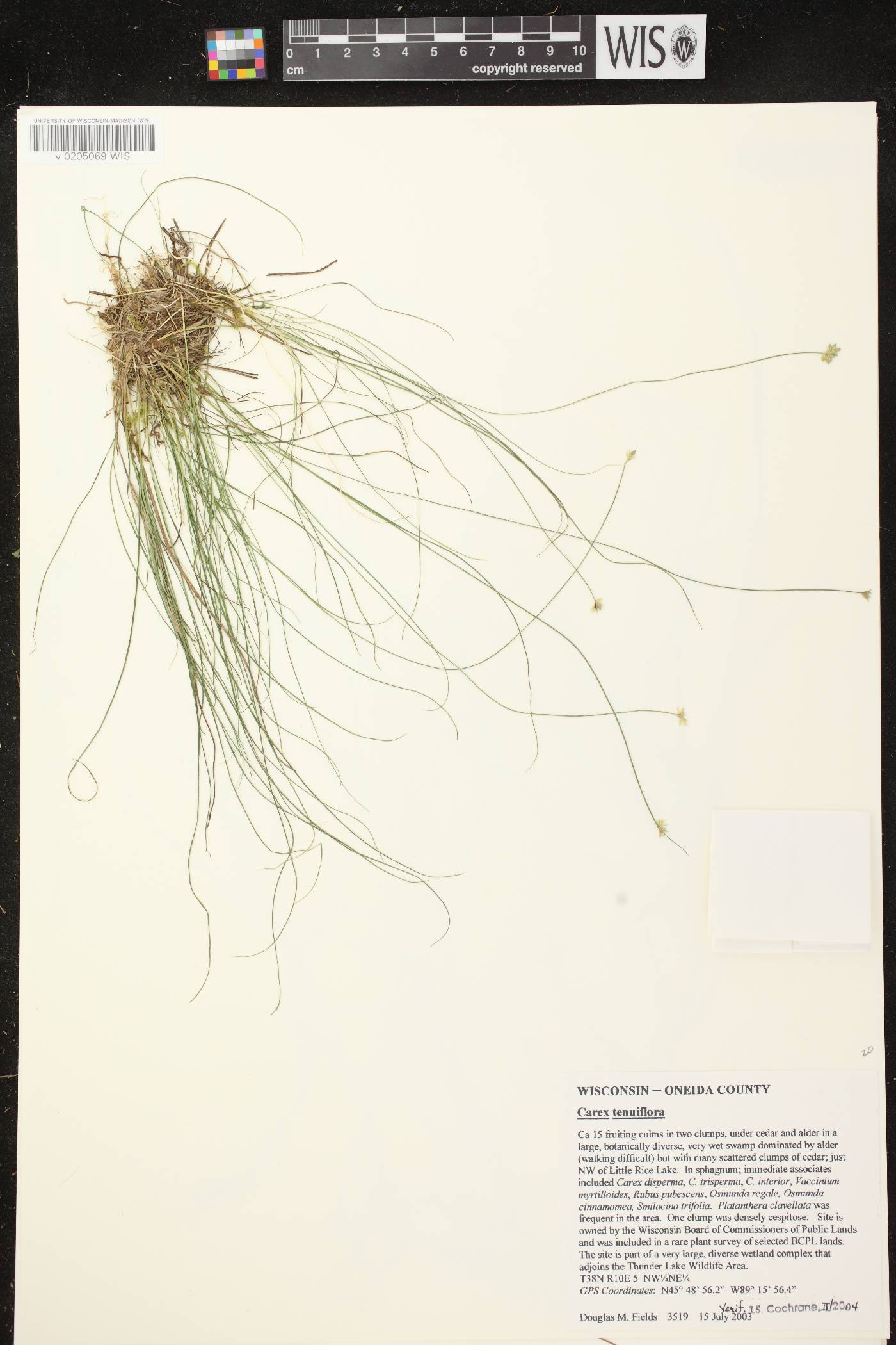 Carex tenuiflora image