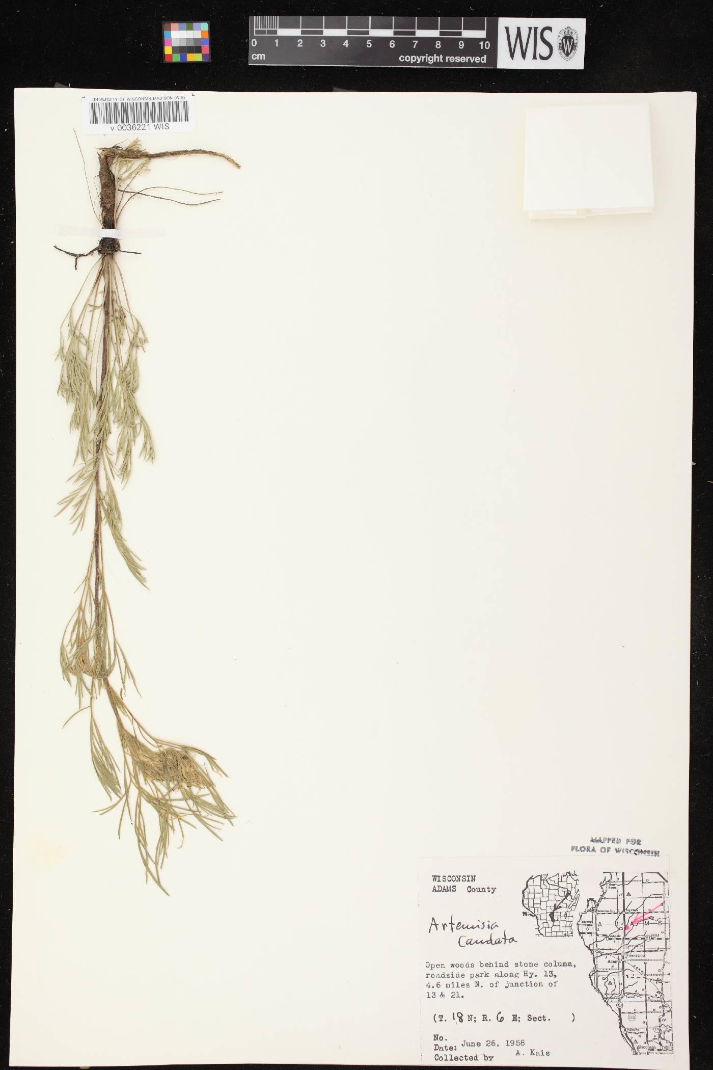 Artemisia campestris image