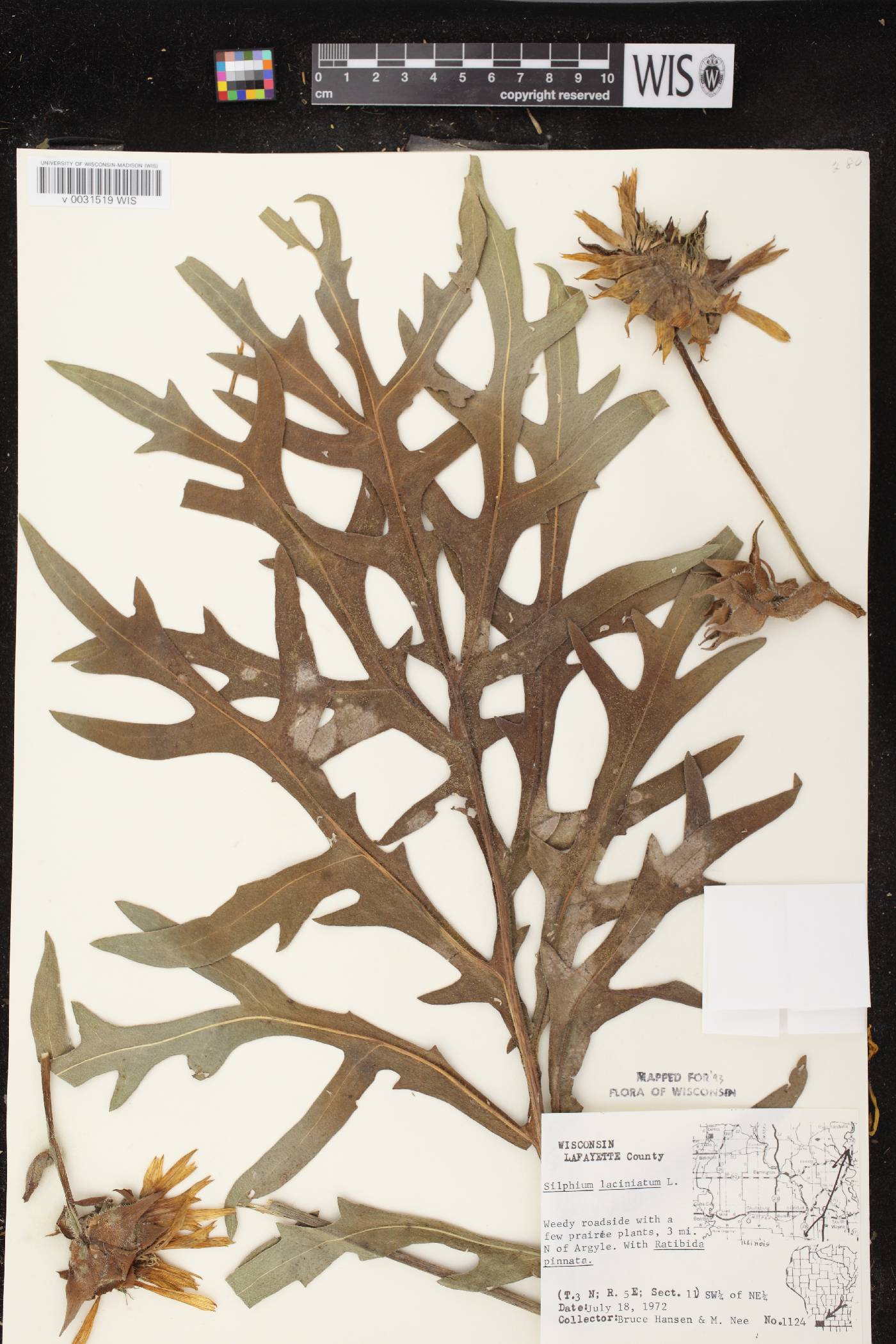 Silphium laciniatum image
