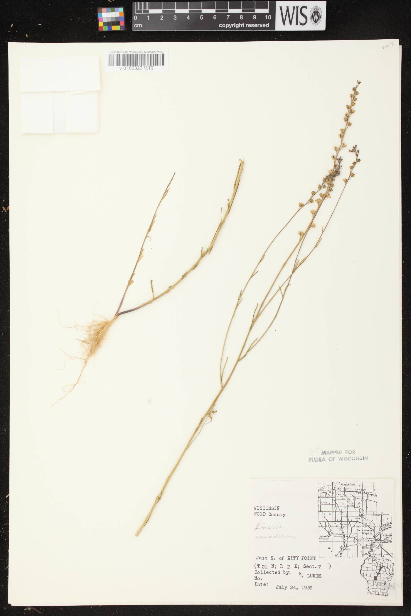 Nuttallanthus canadensis image