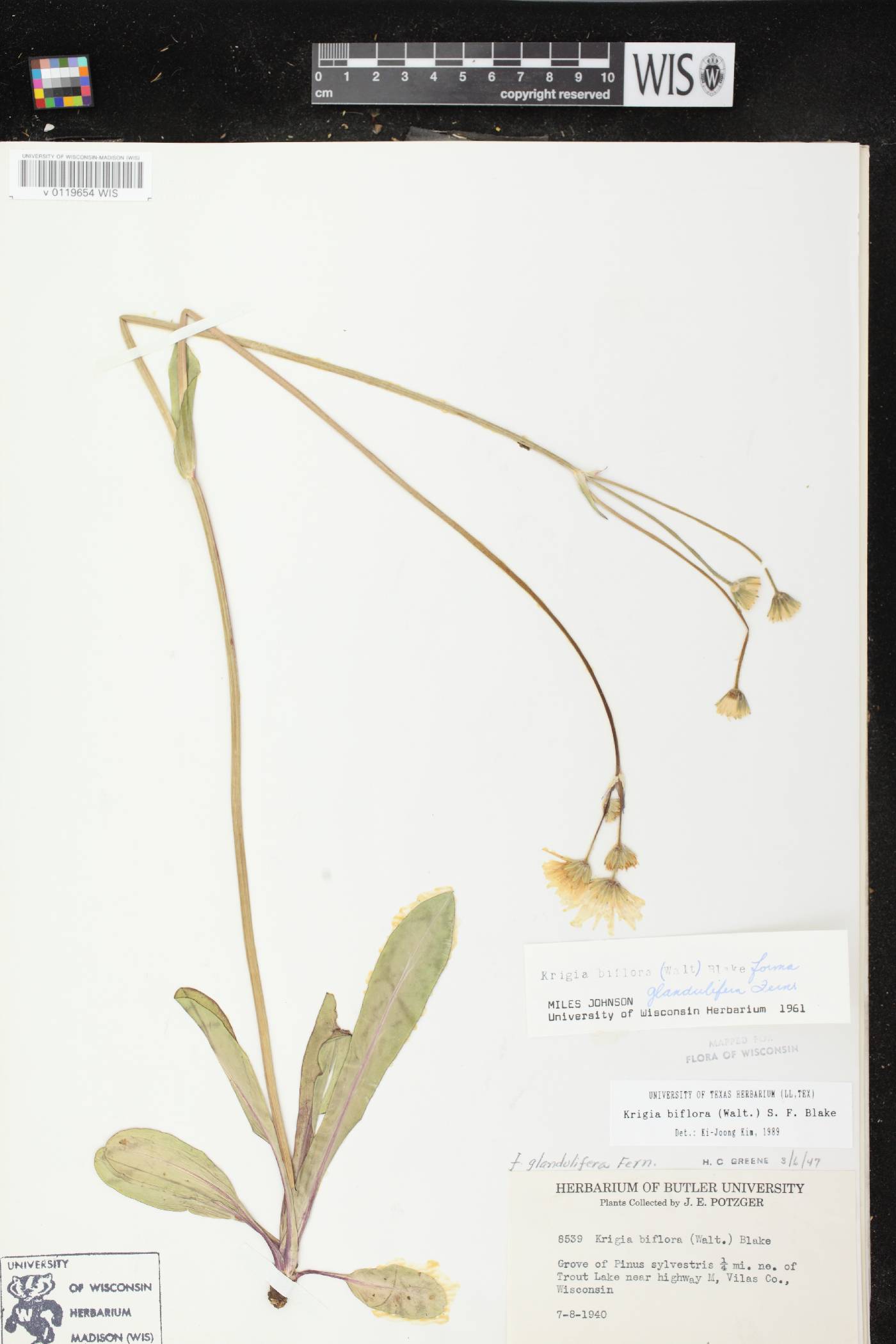 Krigia biflora image