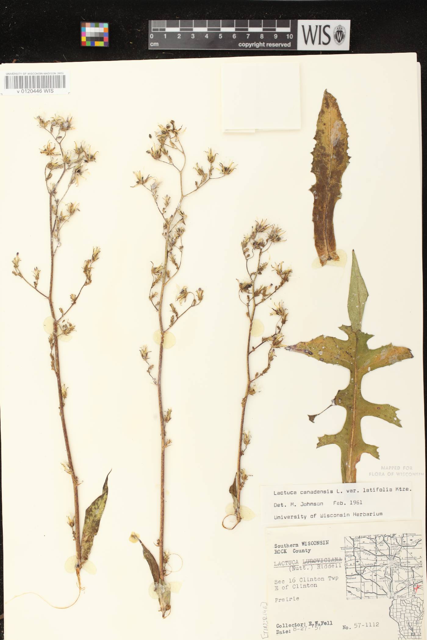Lactuca canadensis image