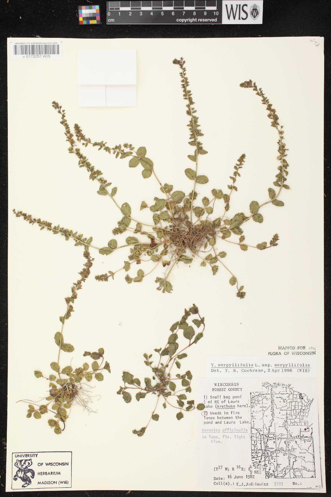Veronica serpyllifolia subsp. serpyllifolia image