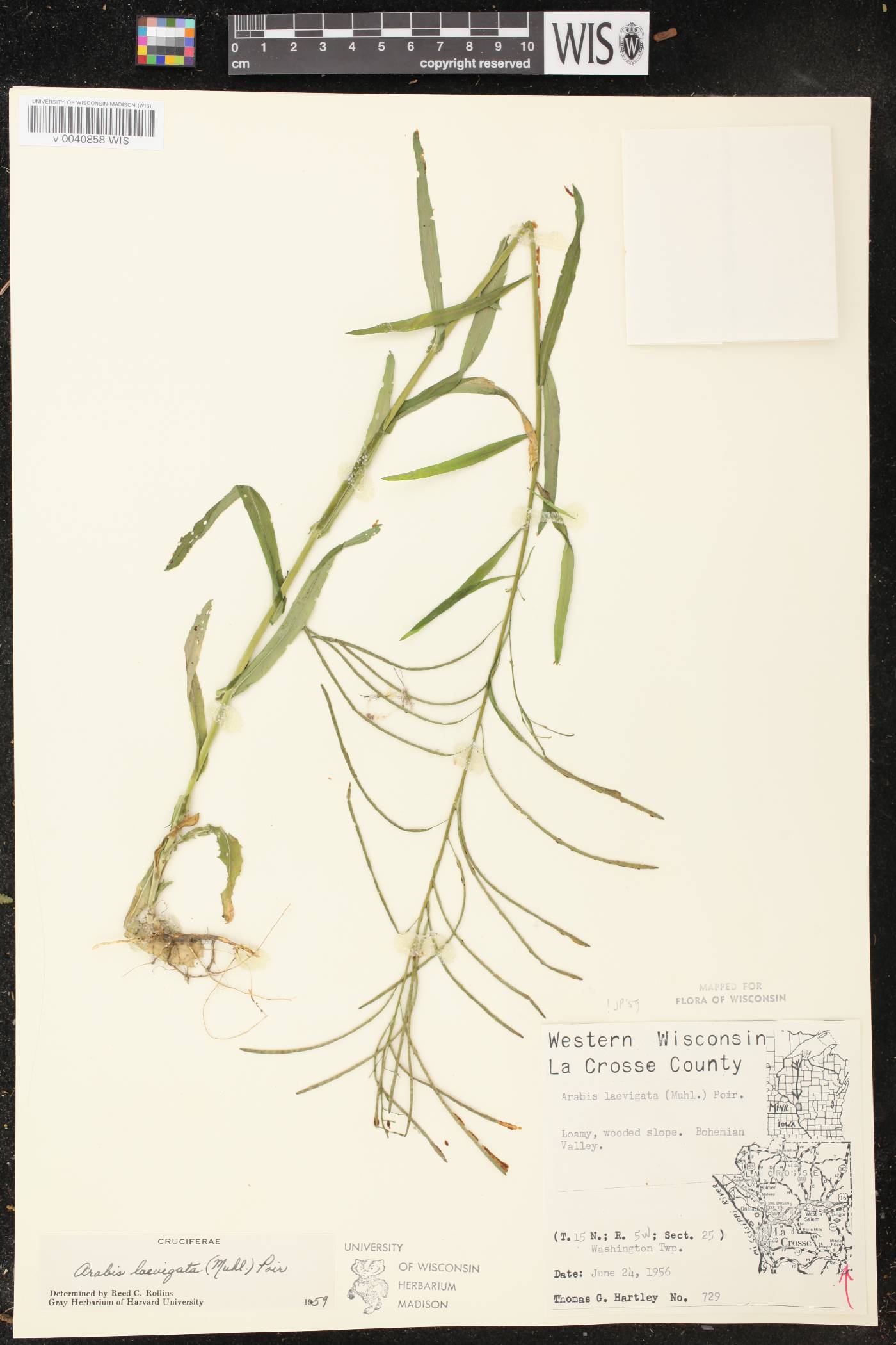 Boechera laevigata image