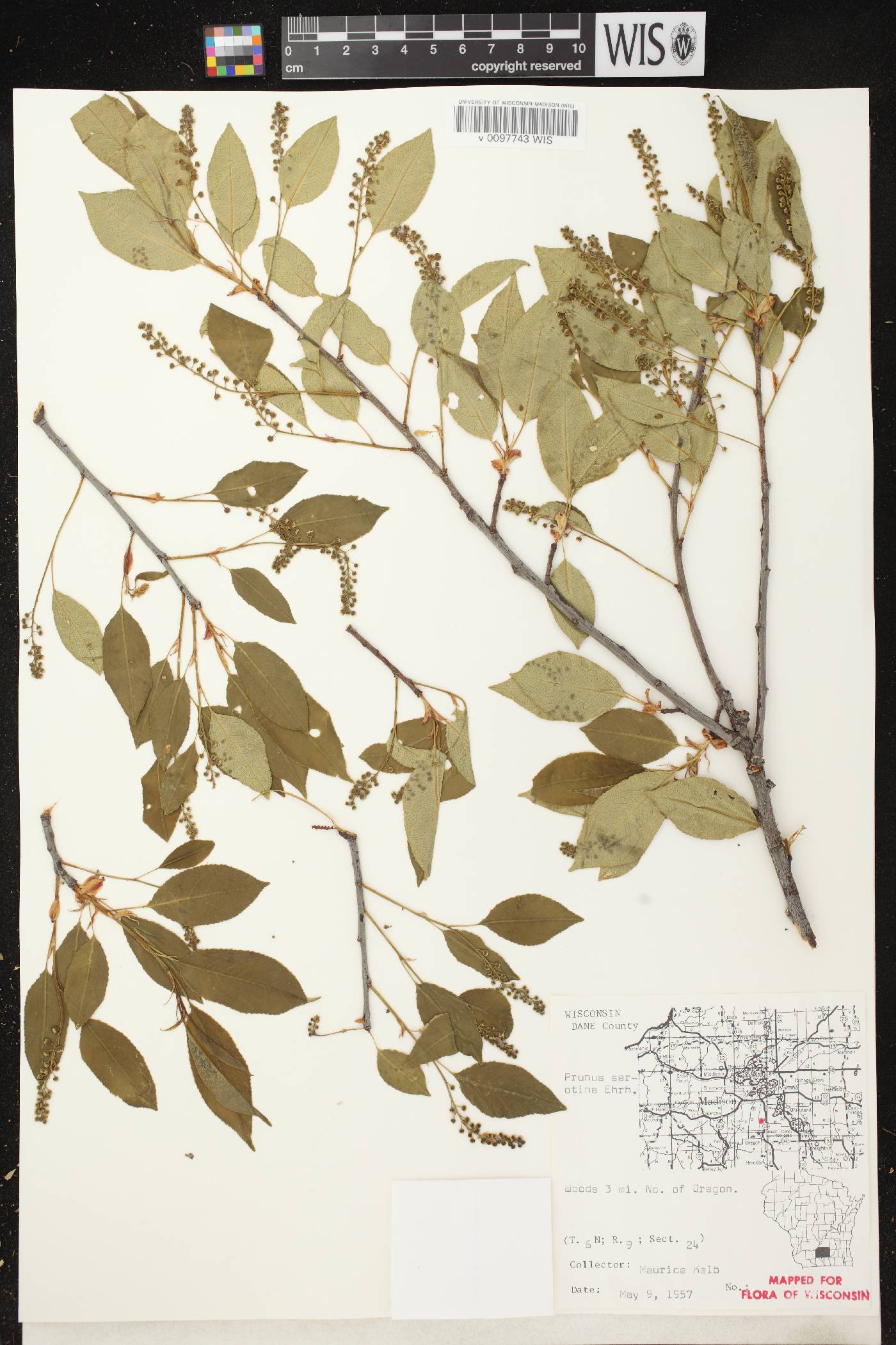Prunus serotina image