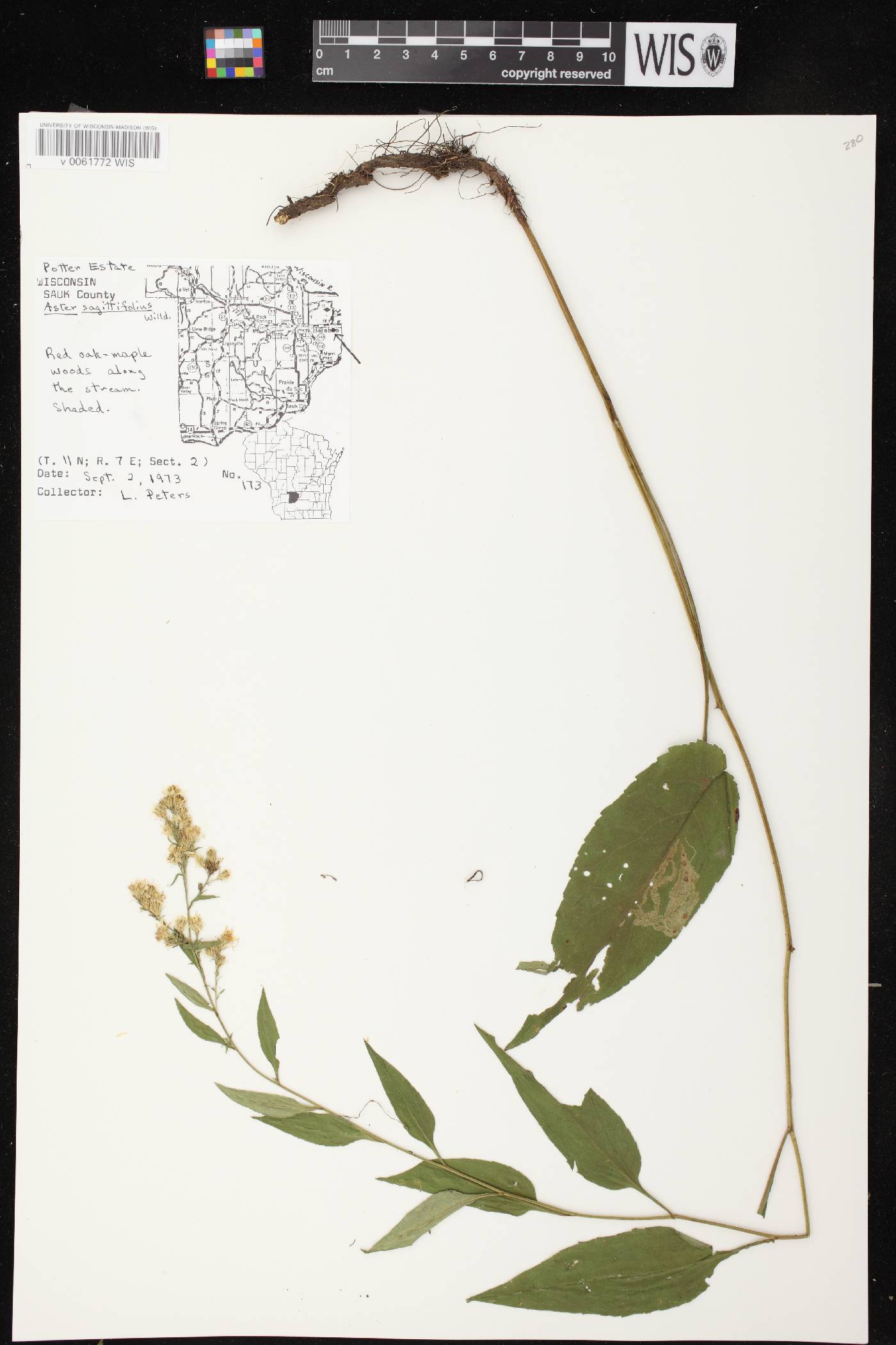 Symphyotrichum urophyllum image