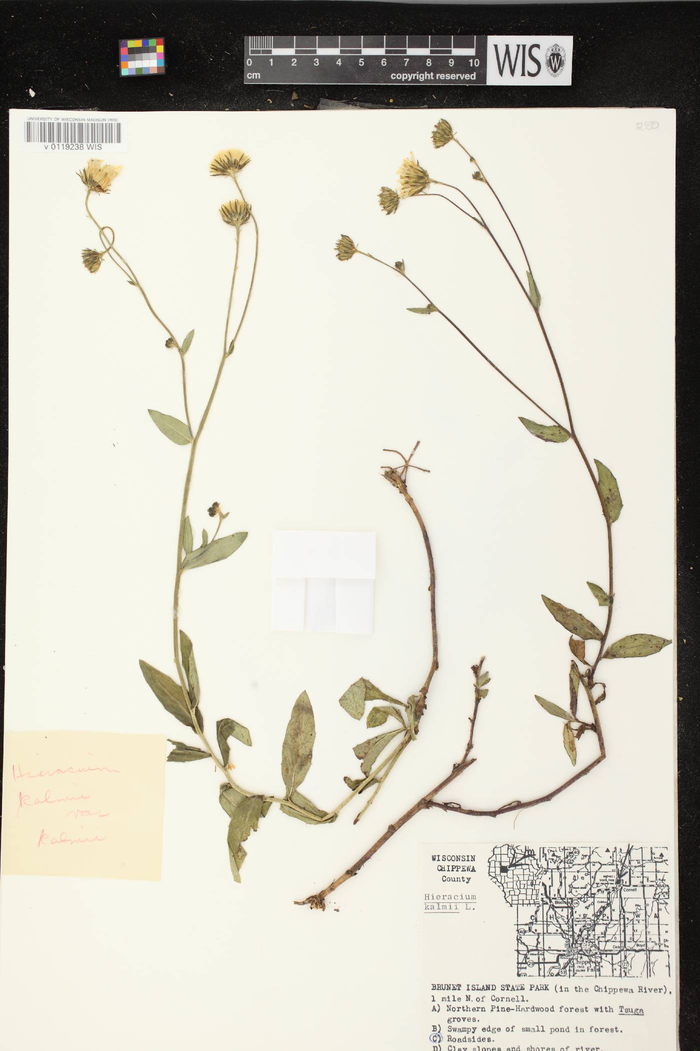 Hieracium umbellatum image