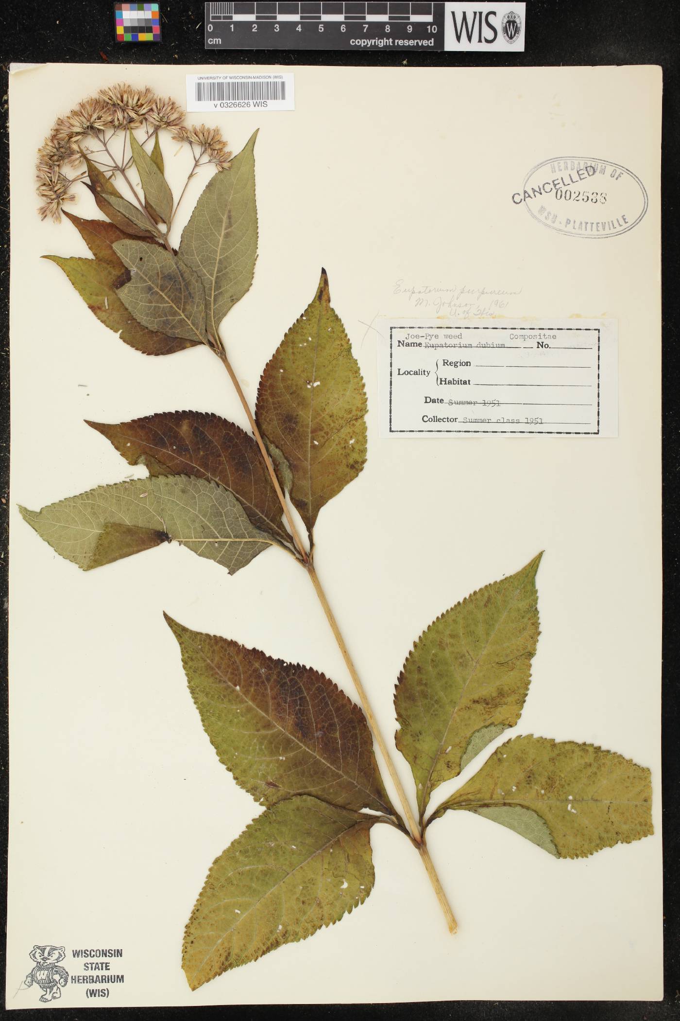 Eutrochium purpureum image