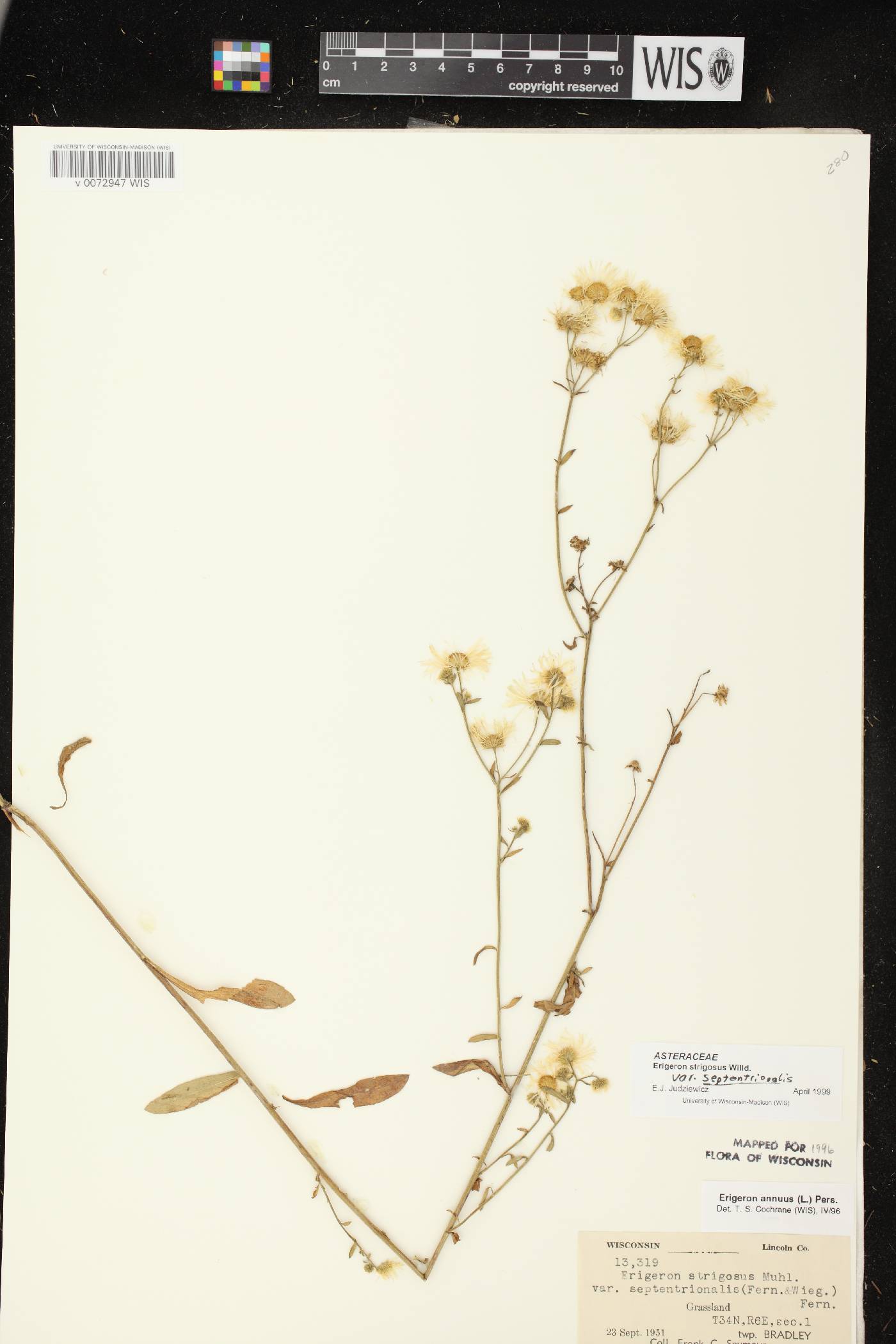 Erigeron strigosus var. septentrionalis image