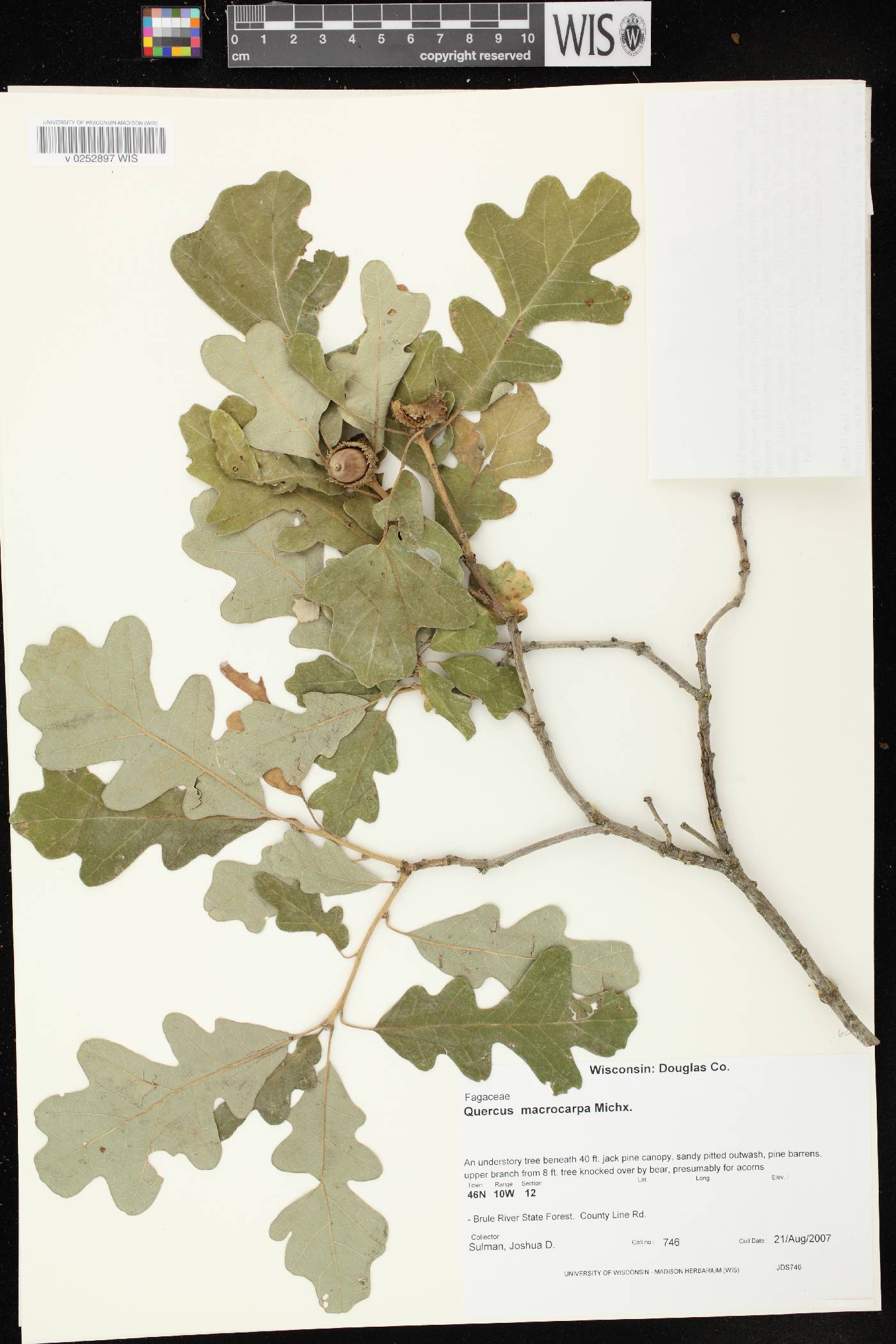 Quercus macrocarpa image