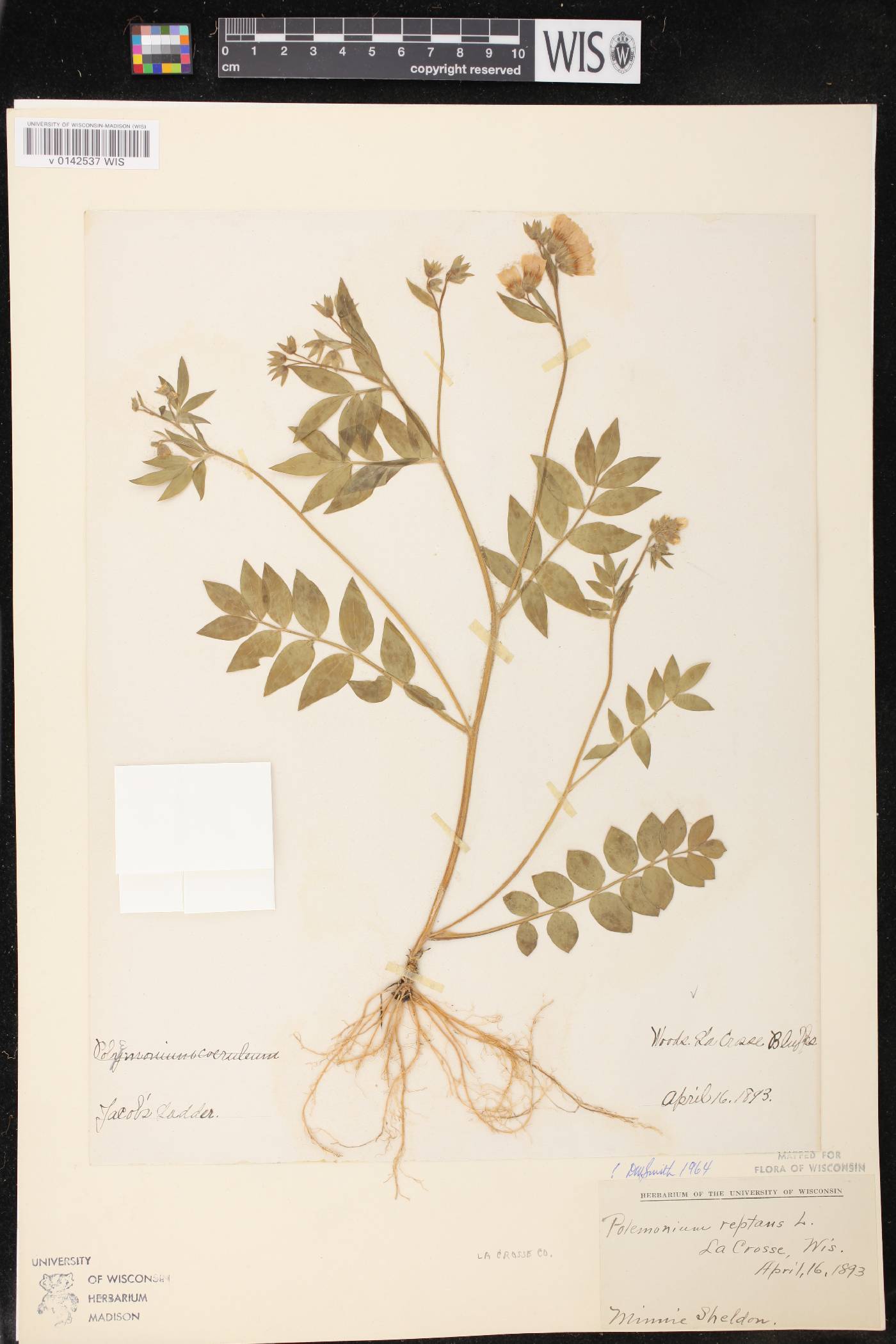 Polemonium reptans var. reptans image