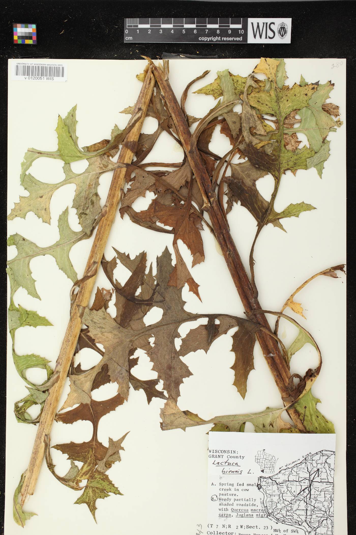 Lactuca biennis image