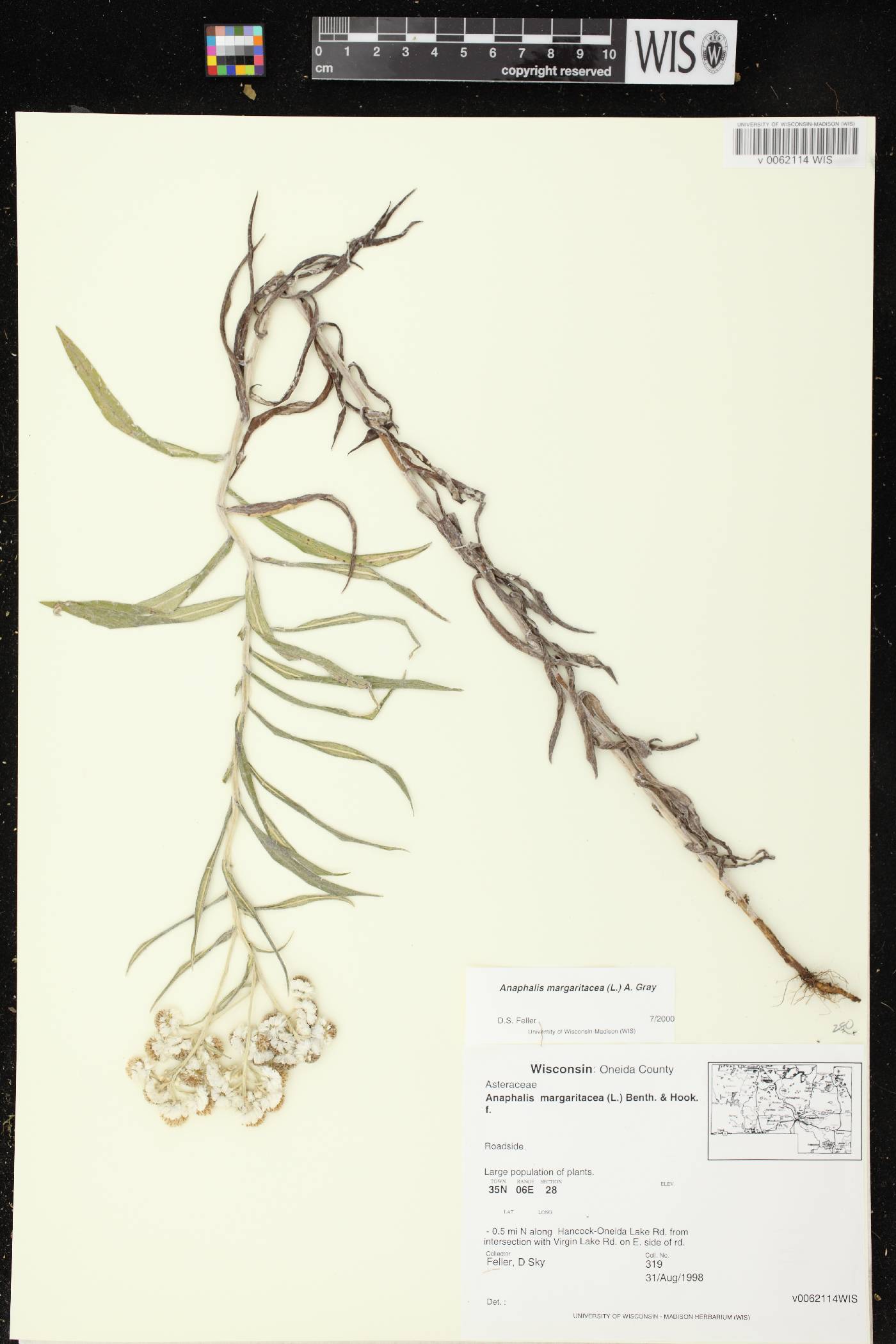 Anaphalis margaritacea image