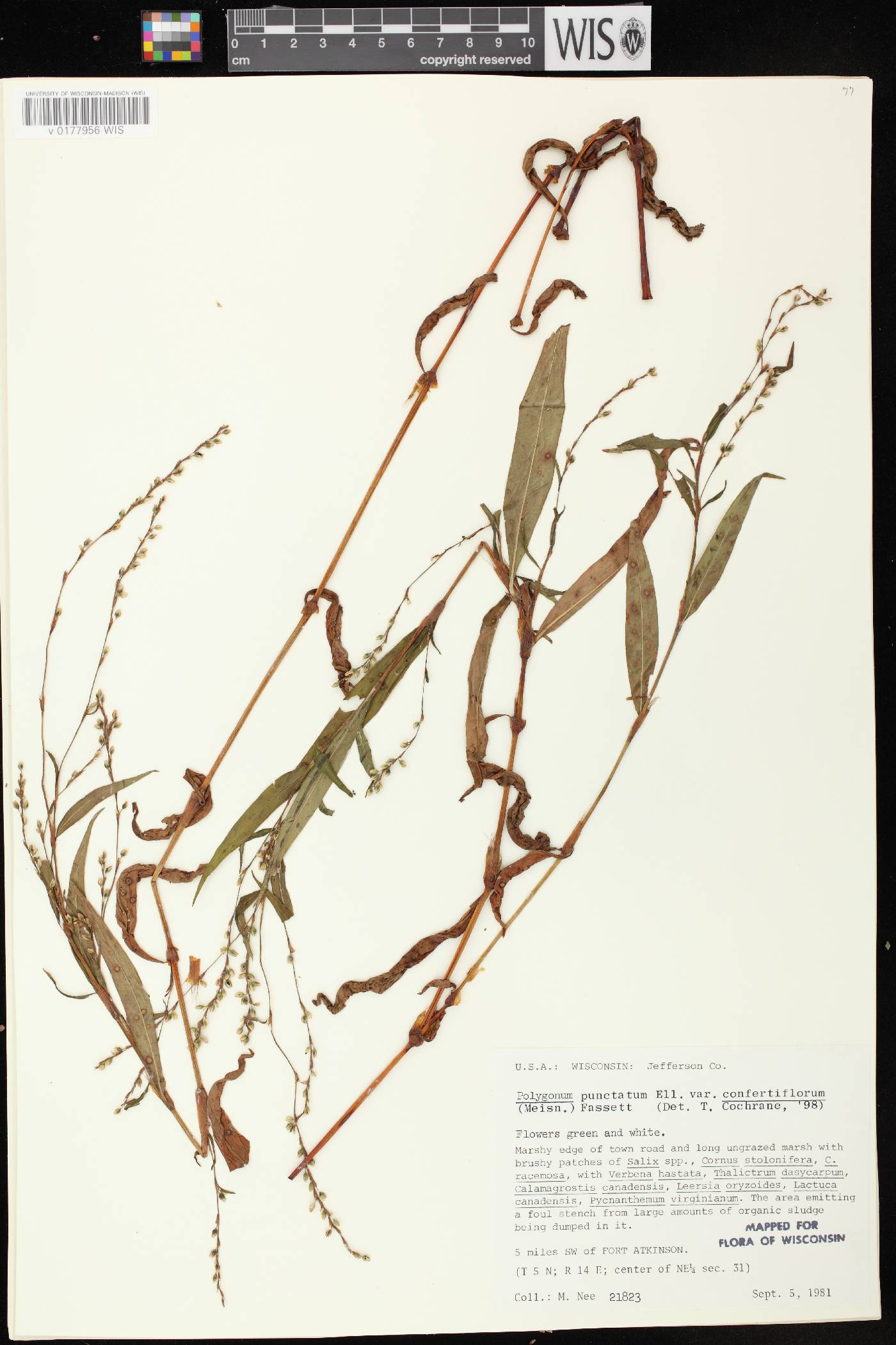 Persicaria punctata image
