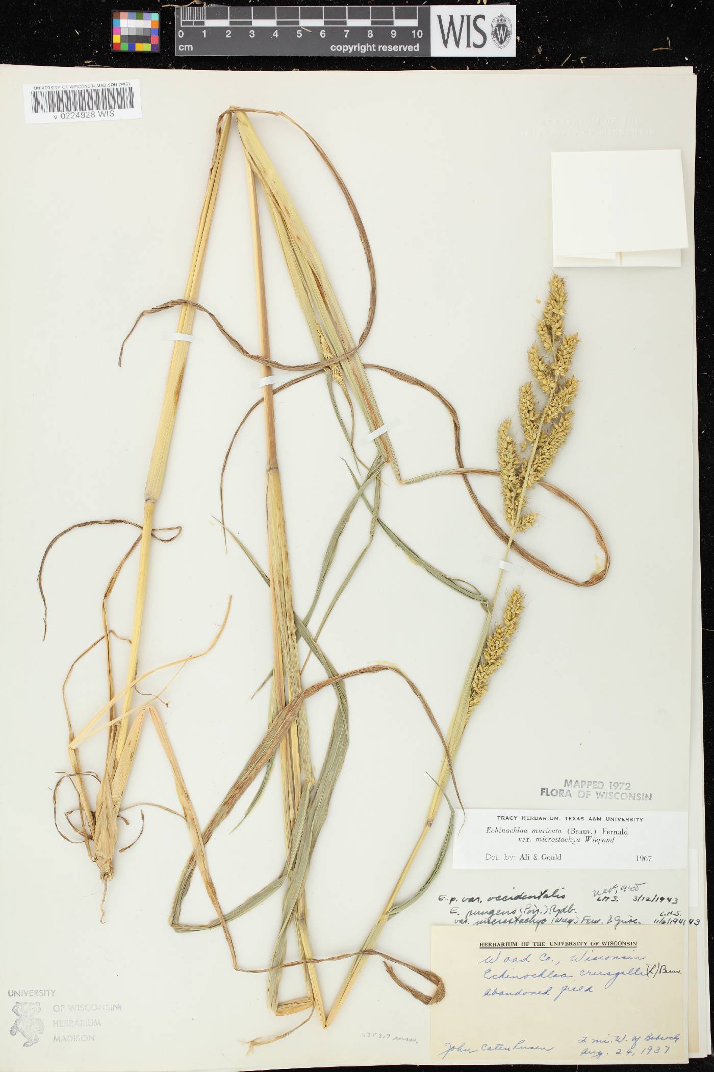 Echinochloa muricata var. microstachya image