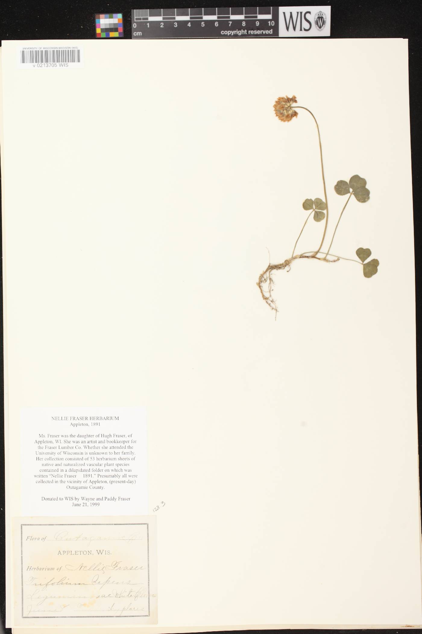 Trifolium repens image