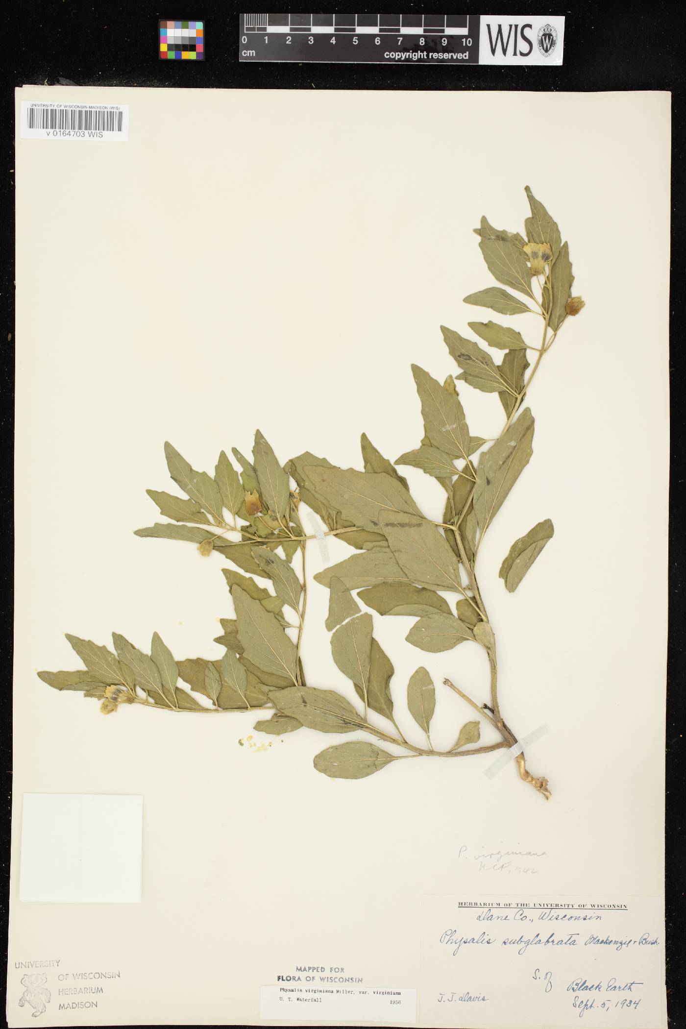 Physalis virginiana var. virginiana image
