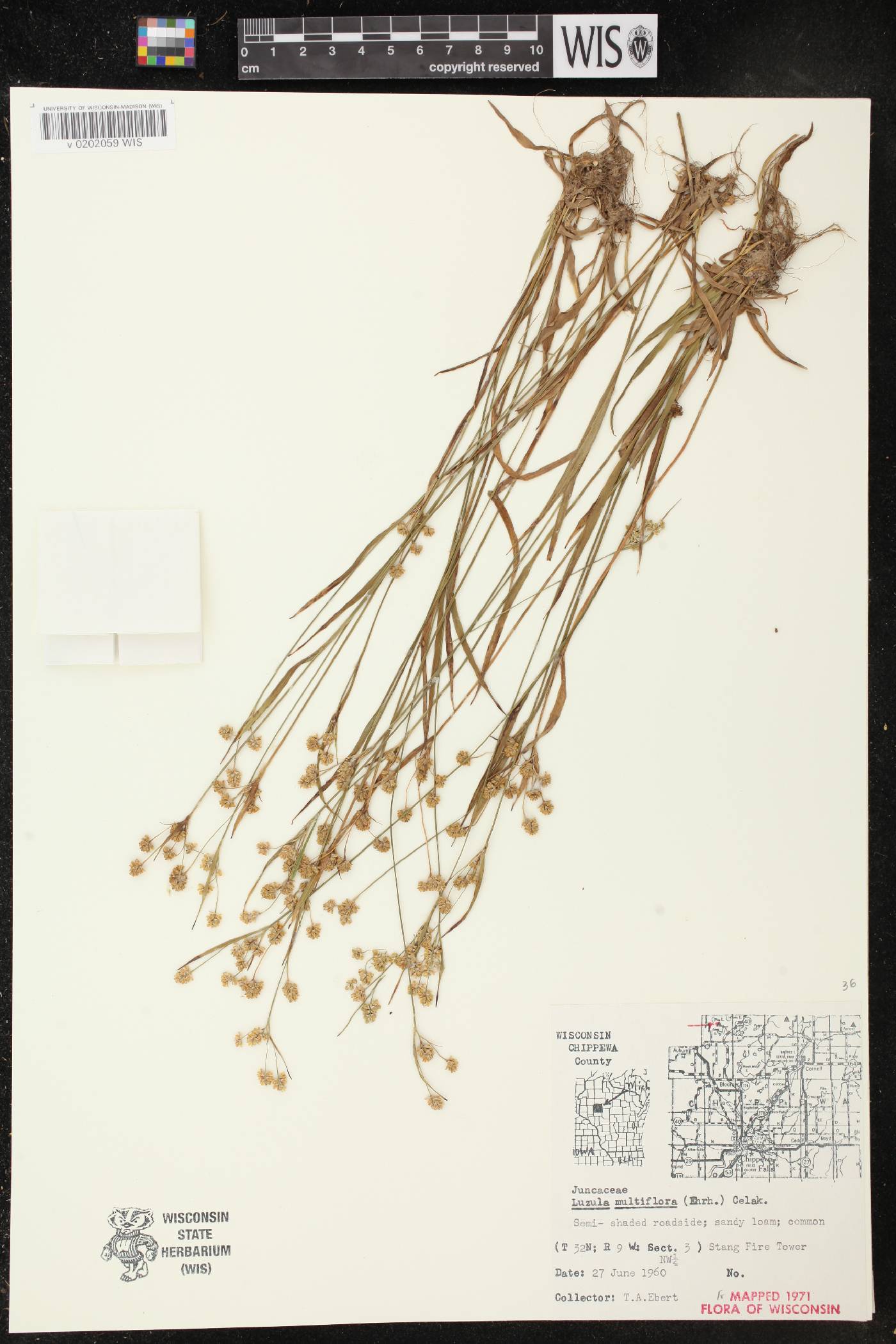 Luzula multiflora image