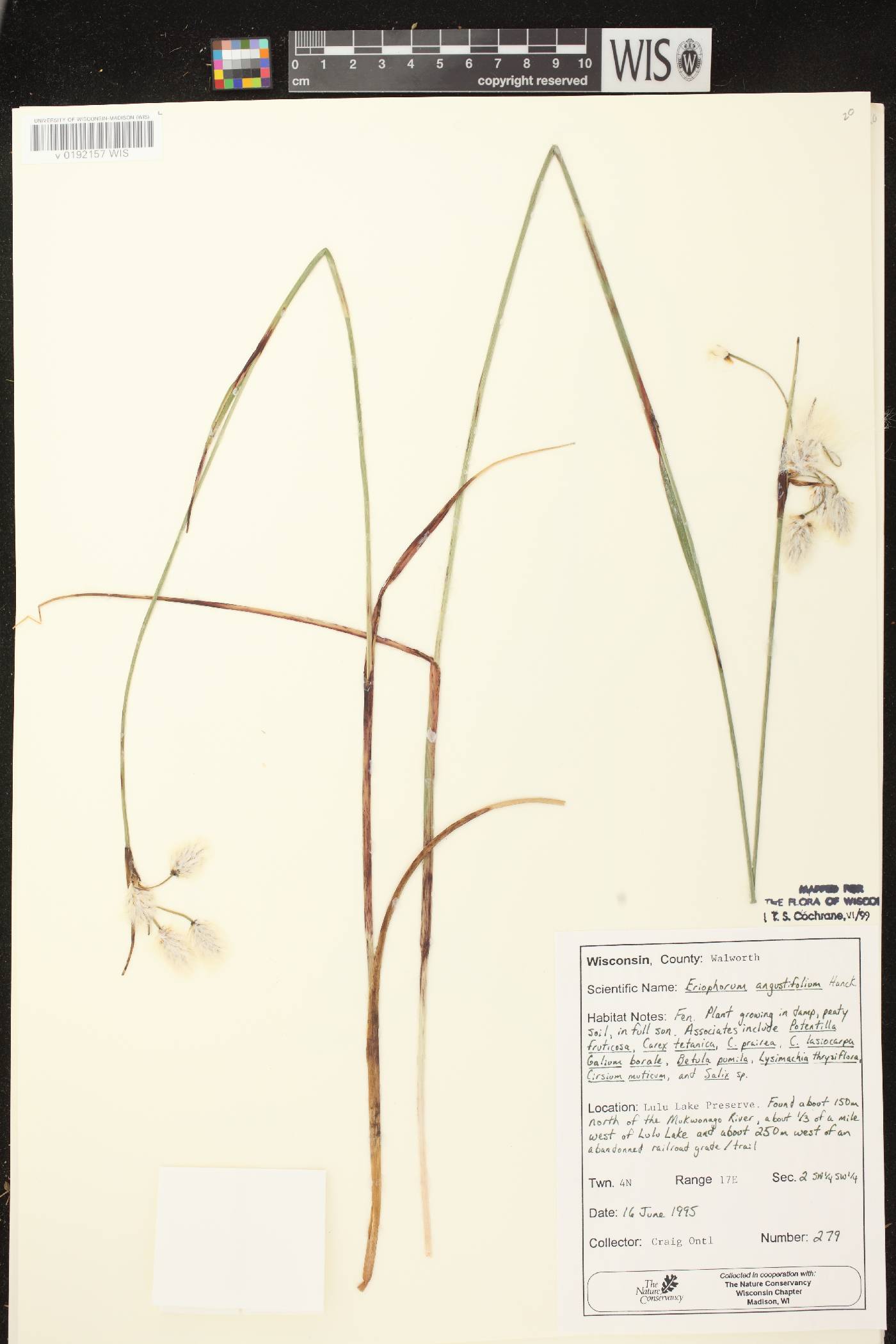 Eriophorum angustifolium subsp. angustifolium image
