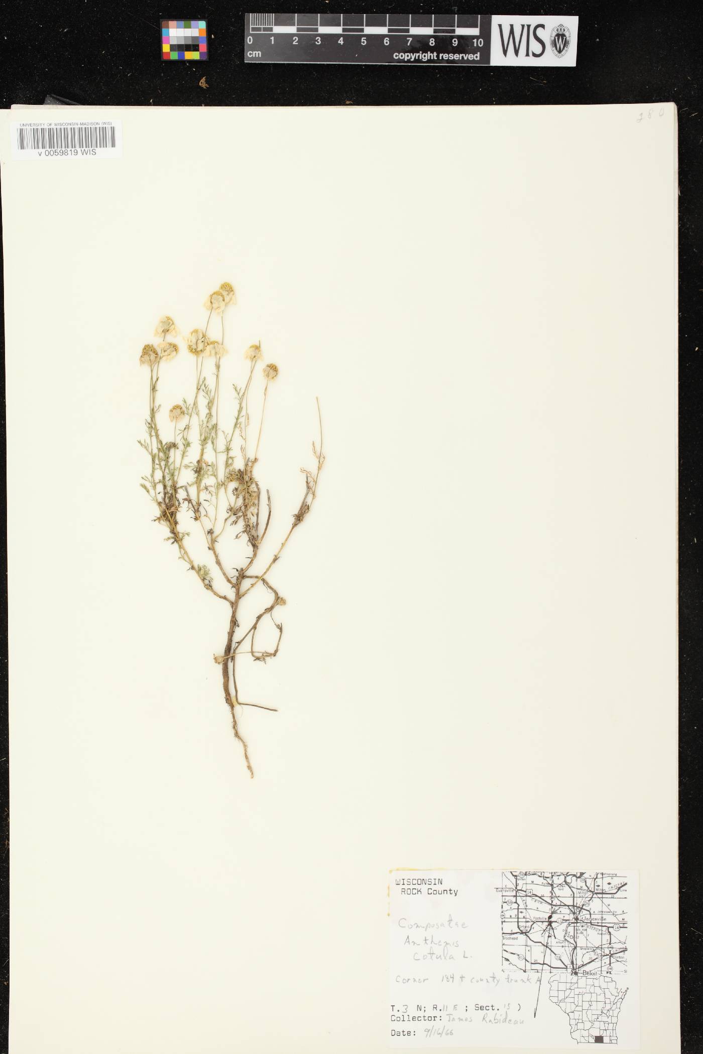 Anthemis cotula image