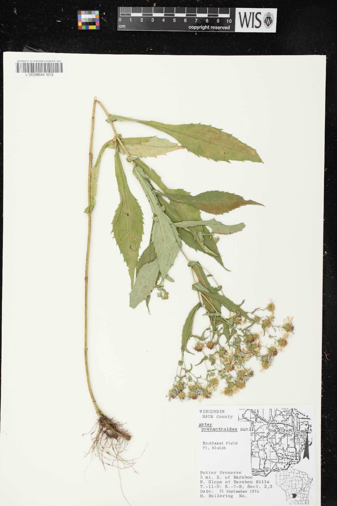 Symphyotrichum prenanthoides image