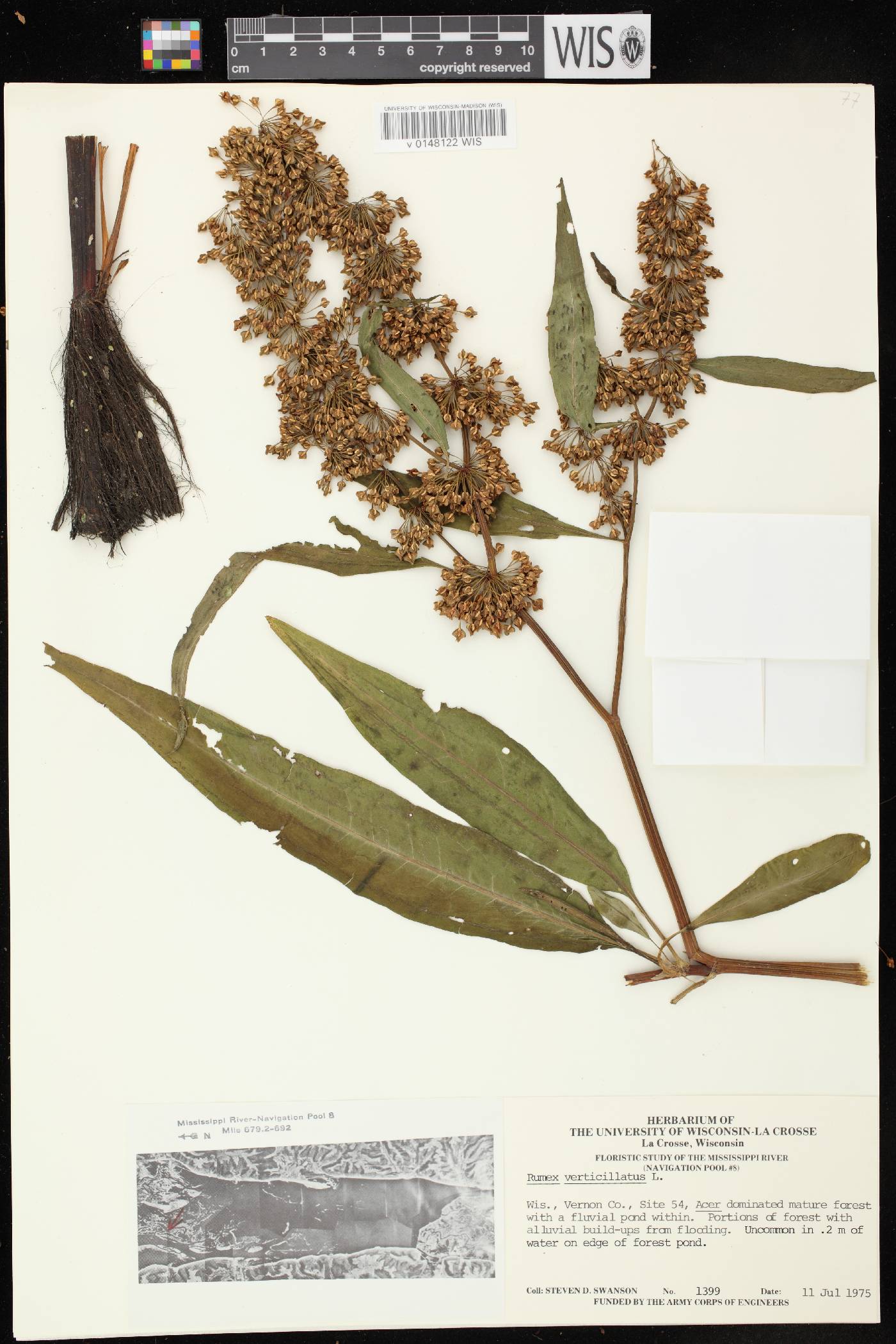 Rumex verticillatus image
