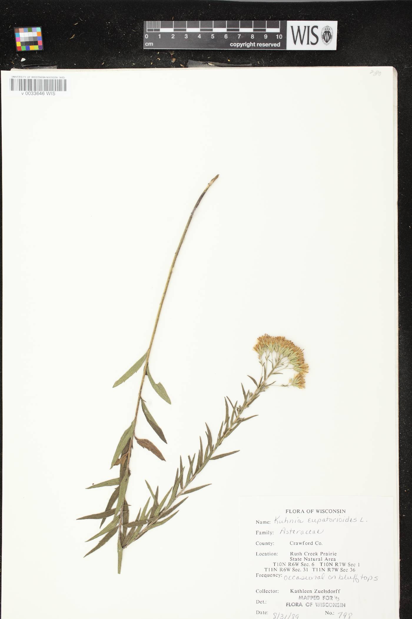 Brickellia eupatorioides image
