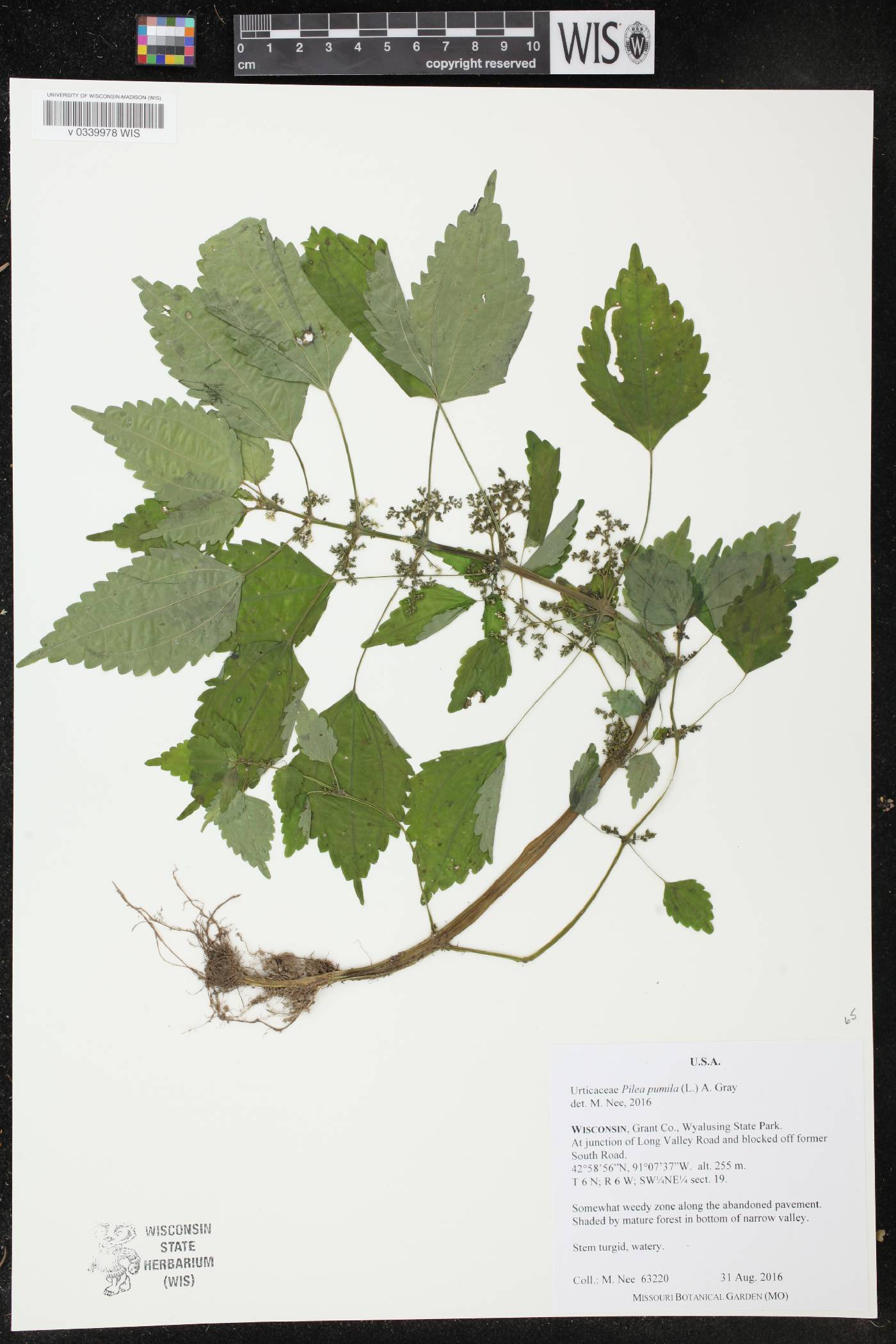 Pilea pumila image