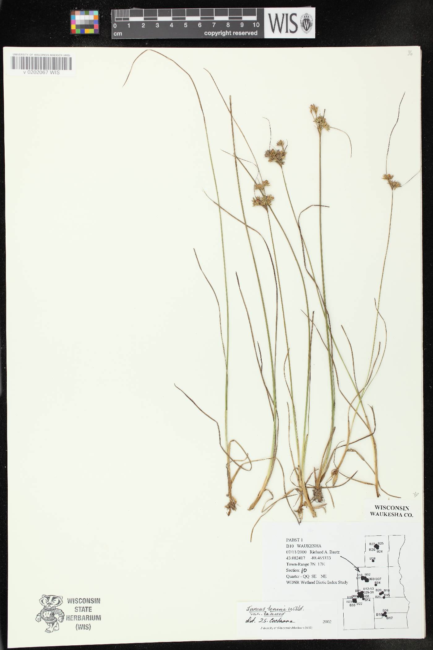 Juncus tenuis image