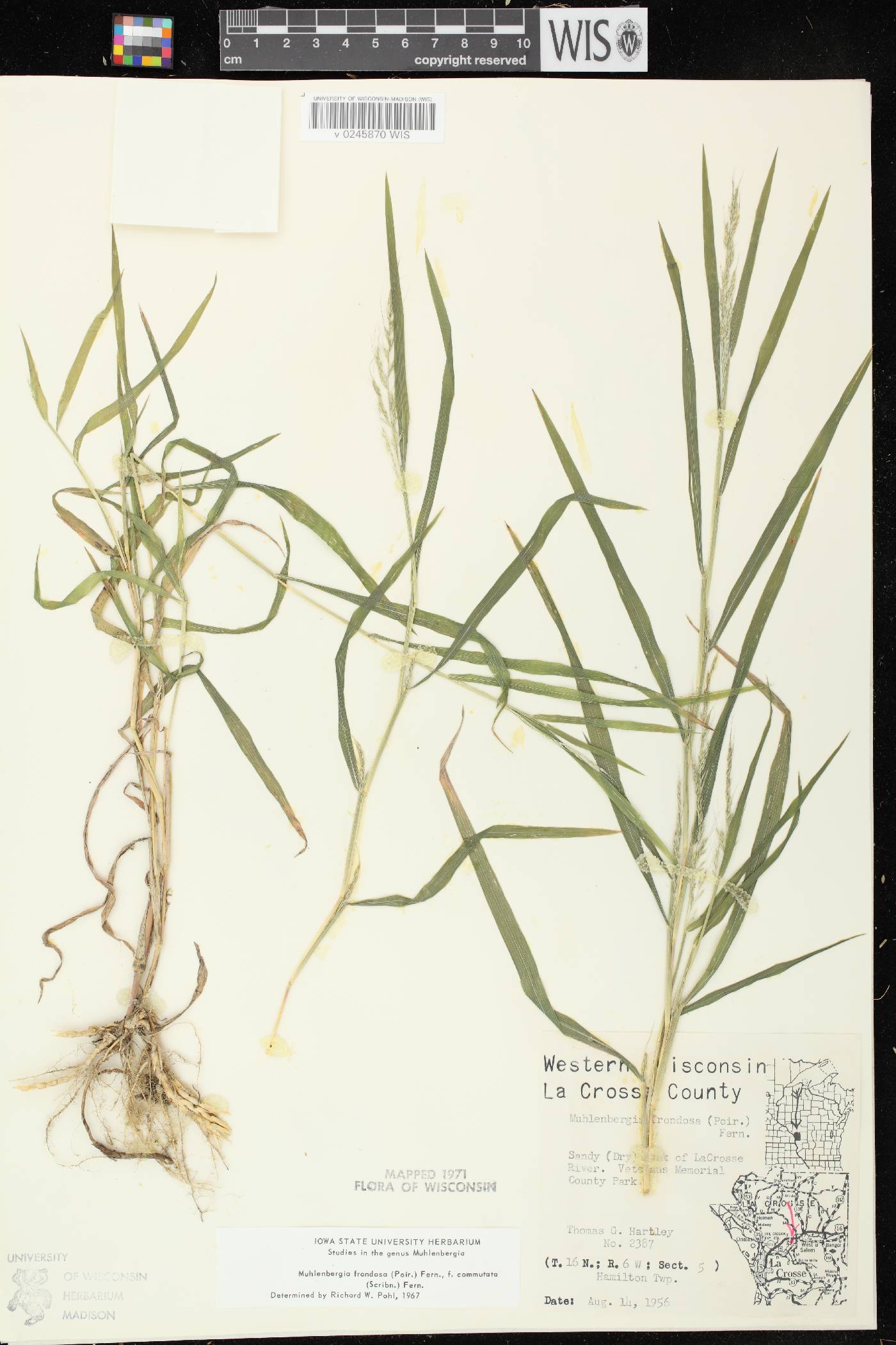 Muhlenbergia frondosa image