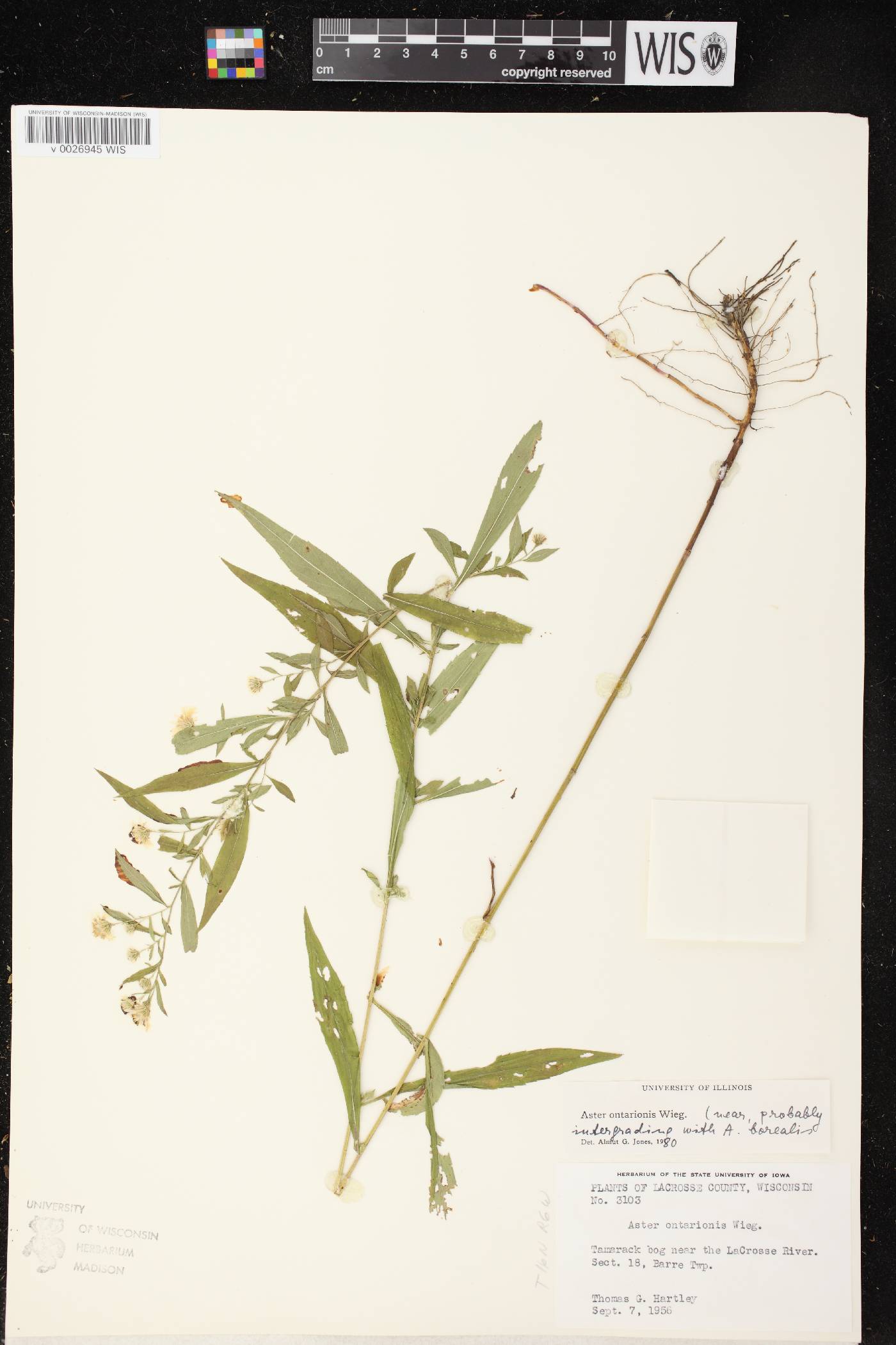 Symphyotrichum ontarionis image