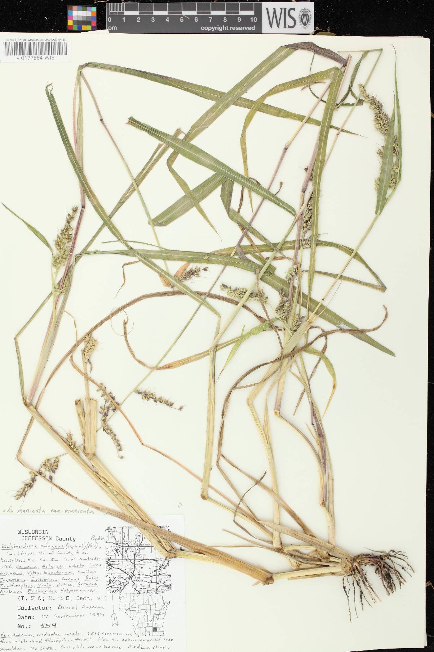 Echinochloa muricata var. muricata image