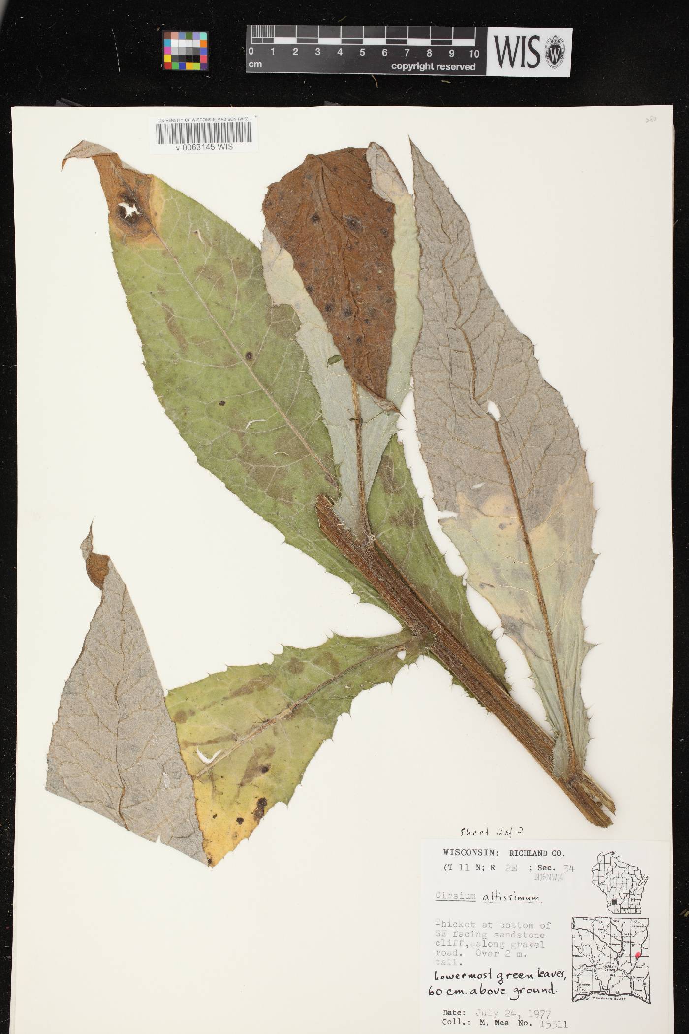 Cirsium altissimum image