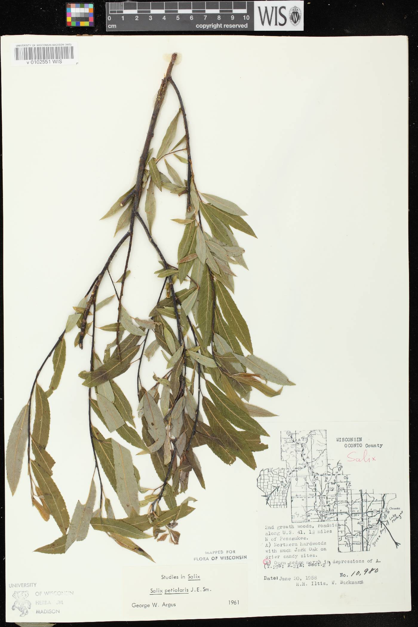 Salix petiolaris image
