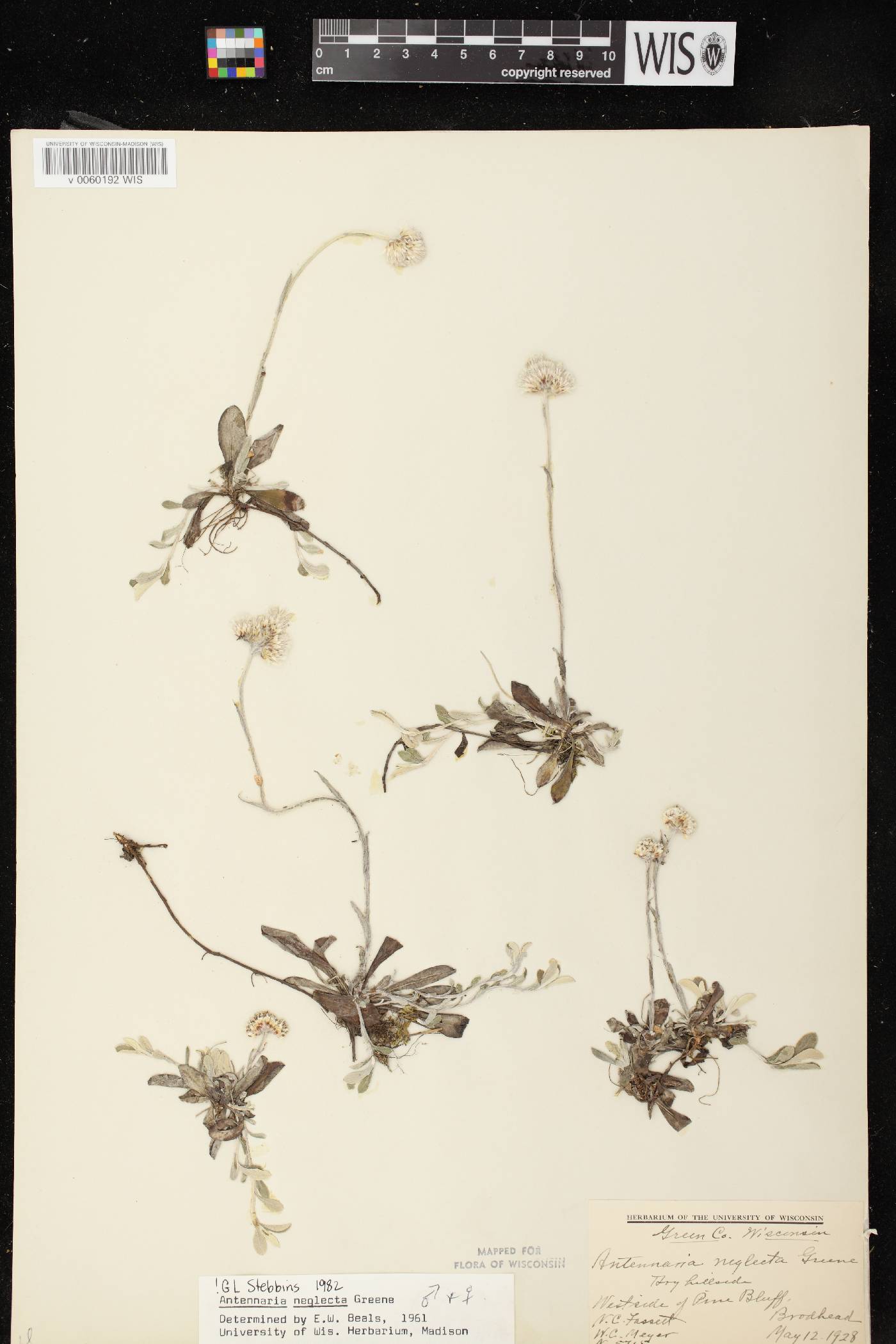 Antennaria neglecta image