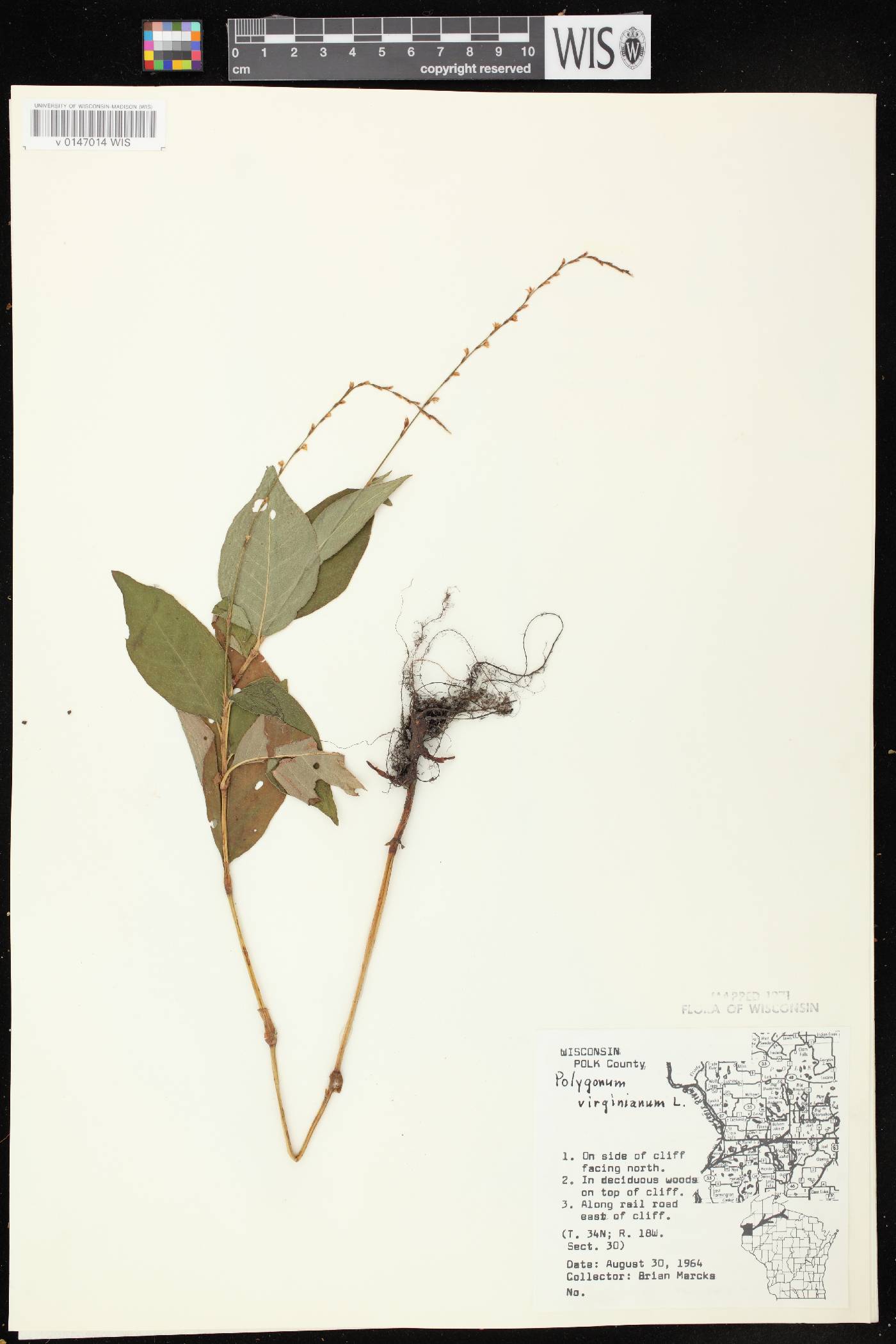 Persicaria virginiana image