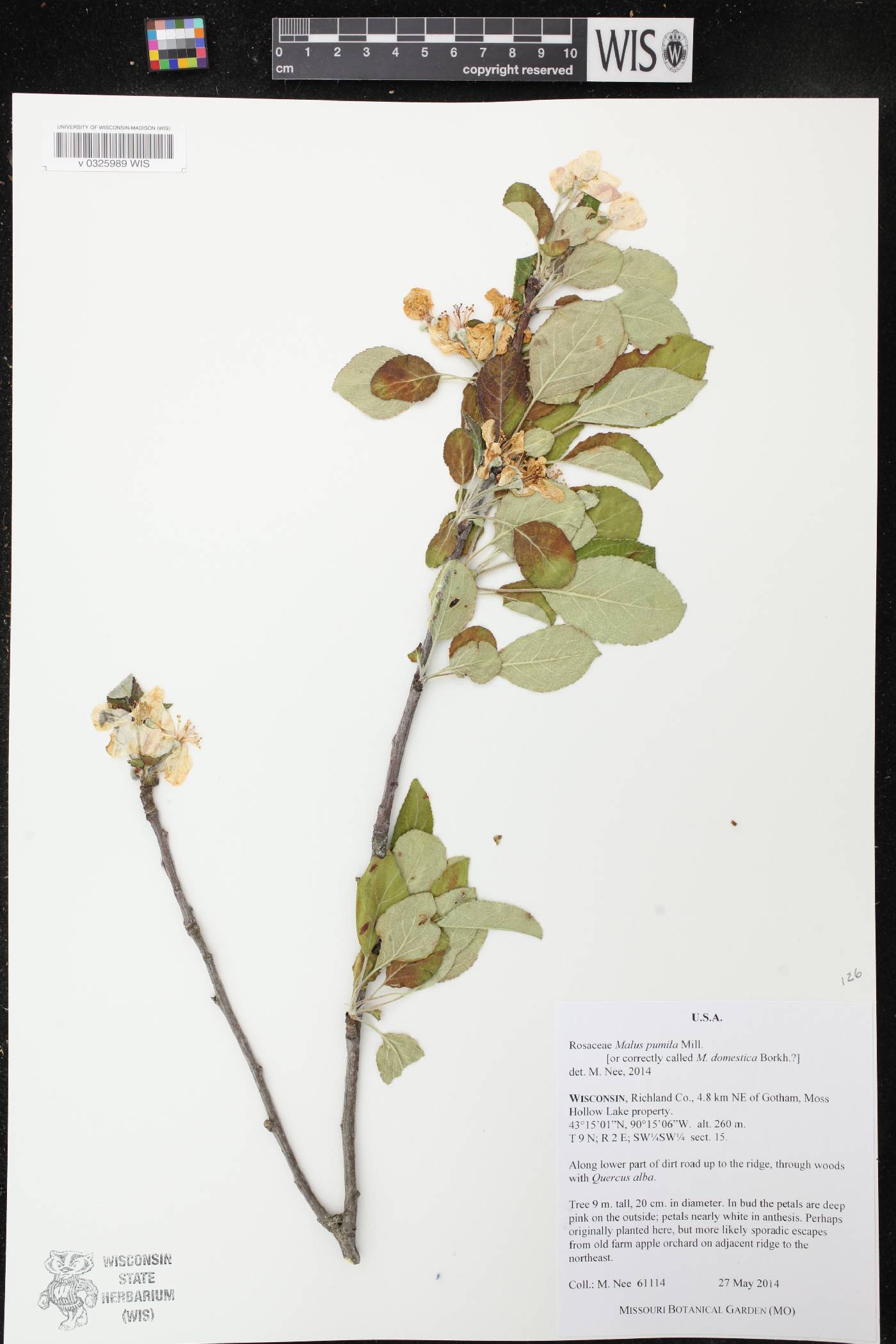 Malus pumila image